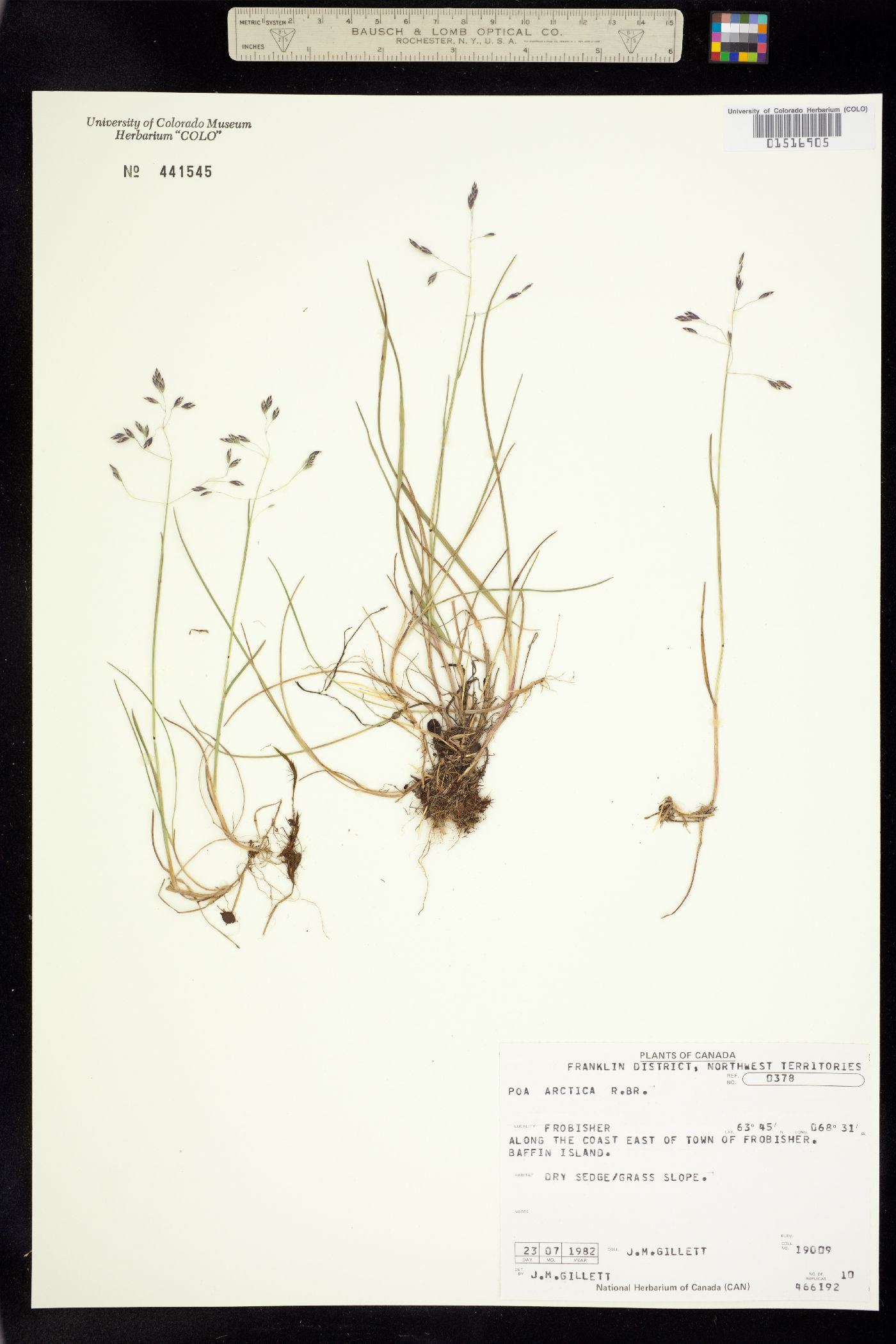 Poa arctica image