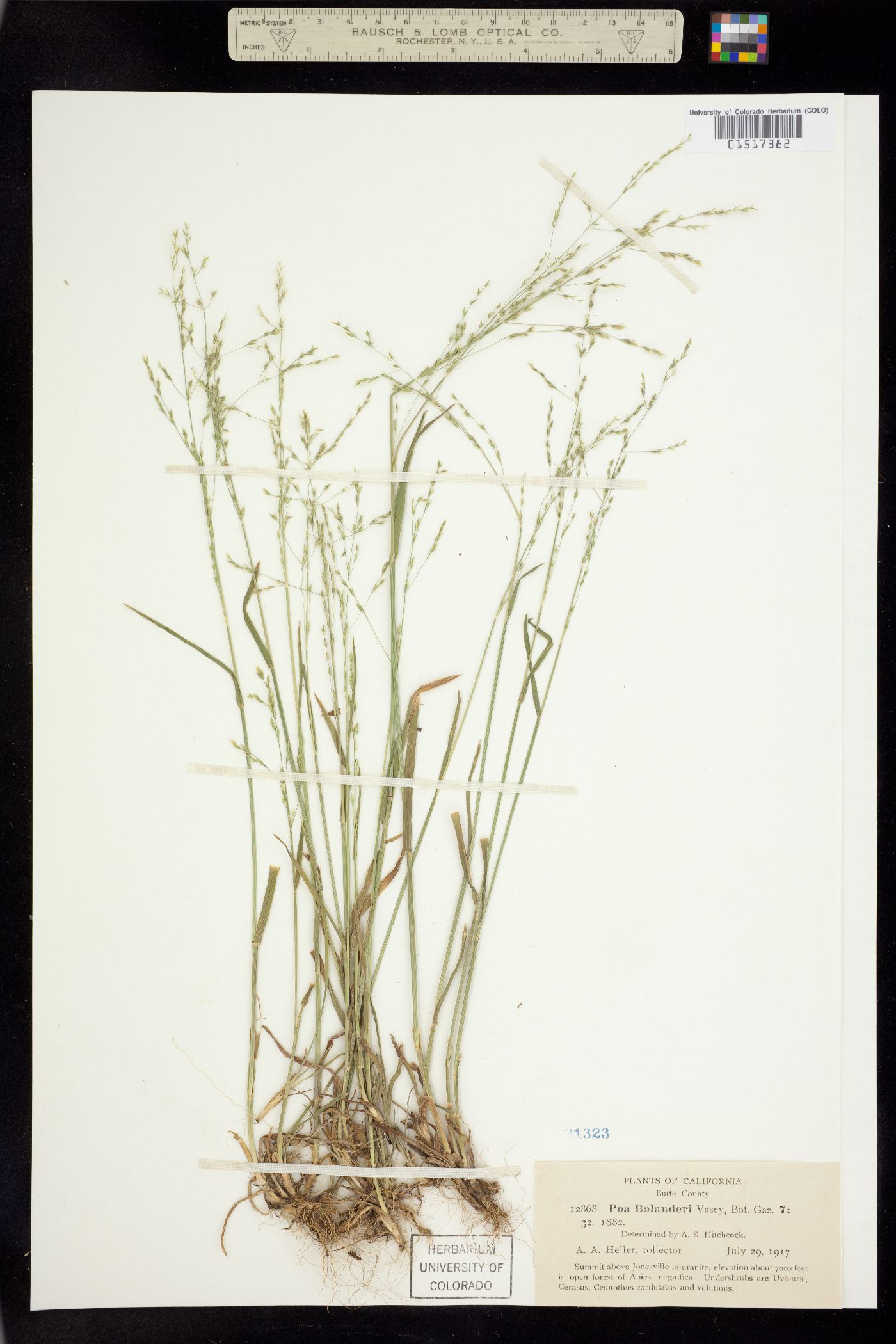 Poa bolanderi image