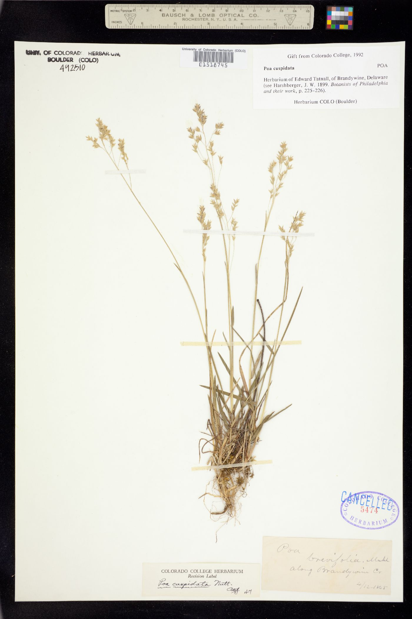 Poa cuspidata image