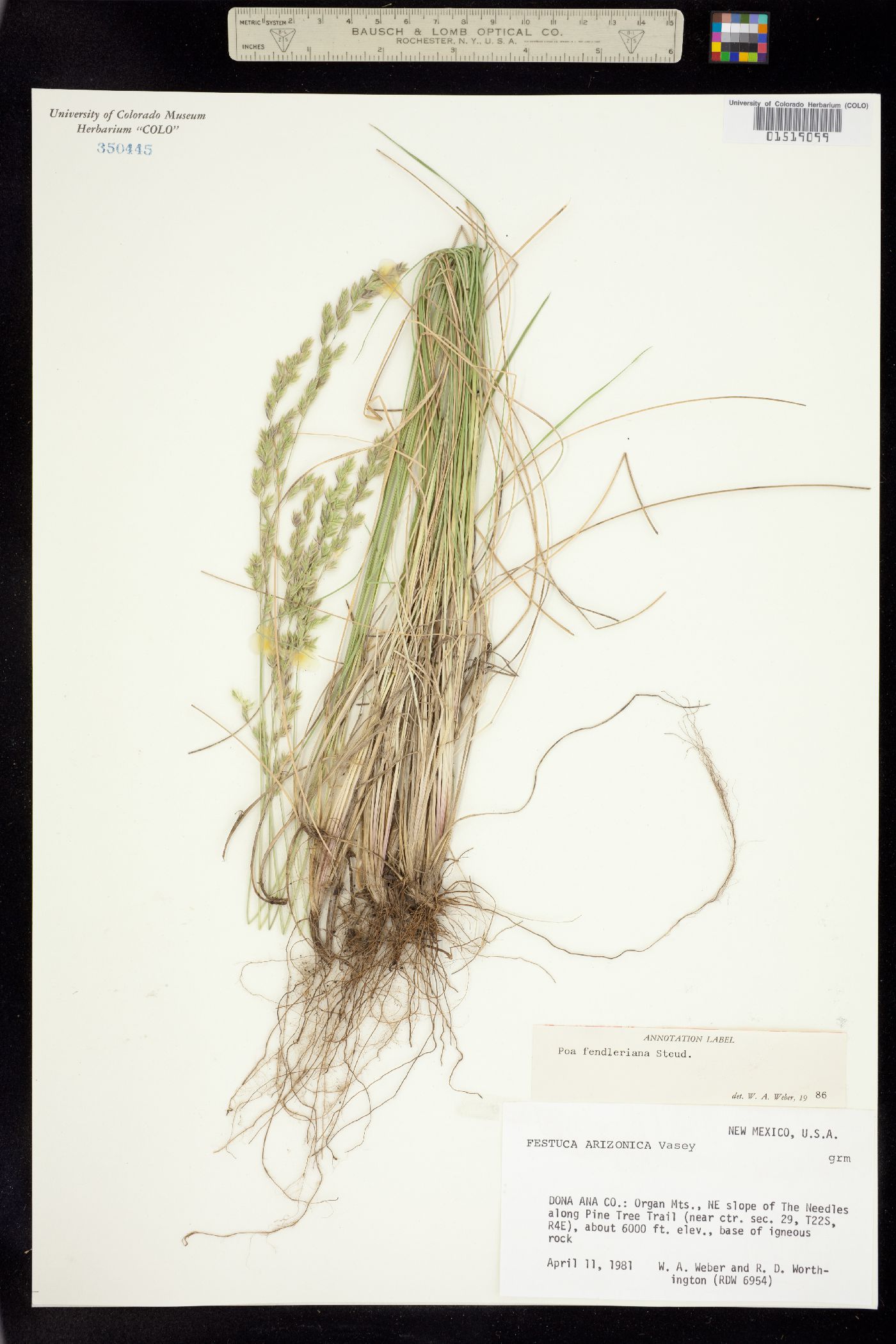 Poa fendleriana image