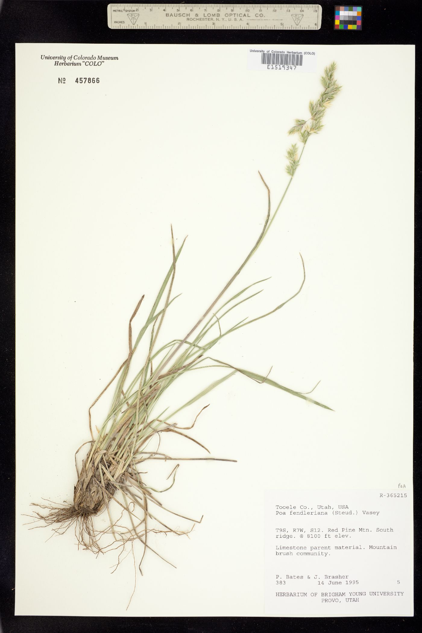 Poa fendleriana image
