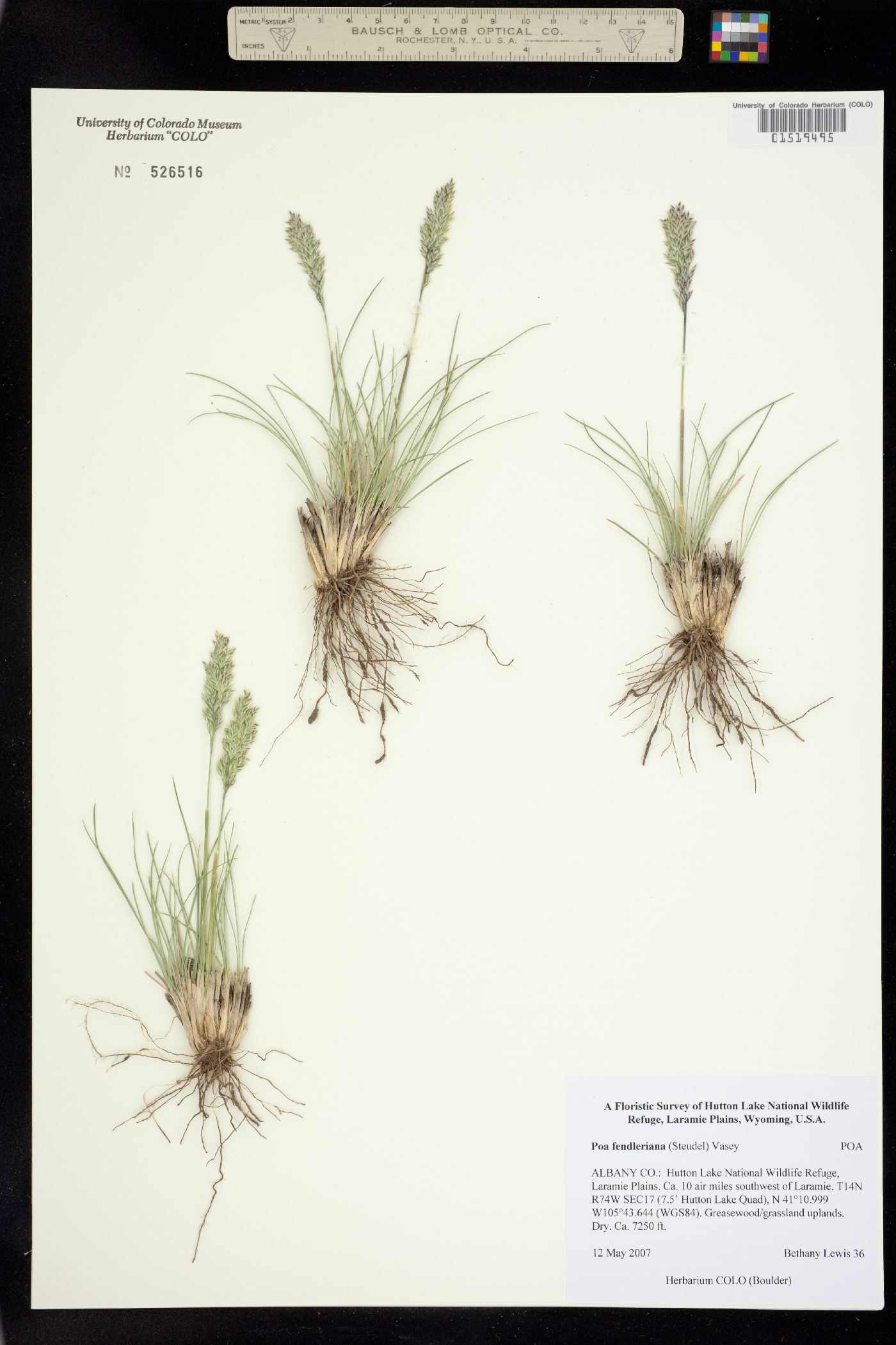 Poa fendleriana image