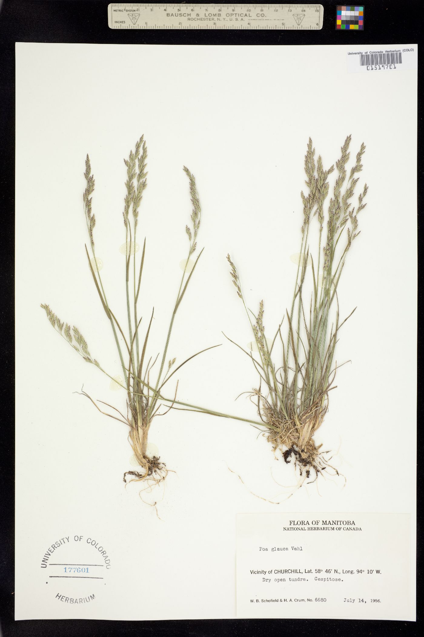 Poa glauca image