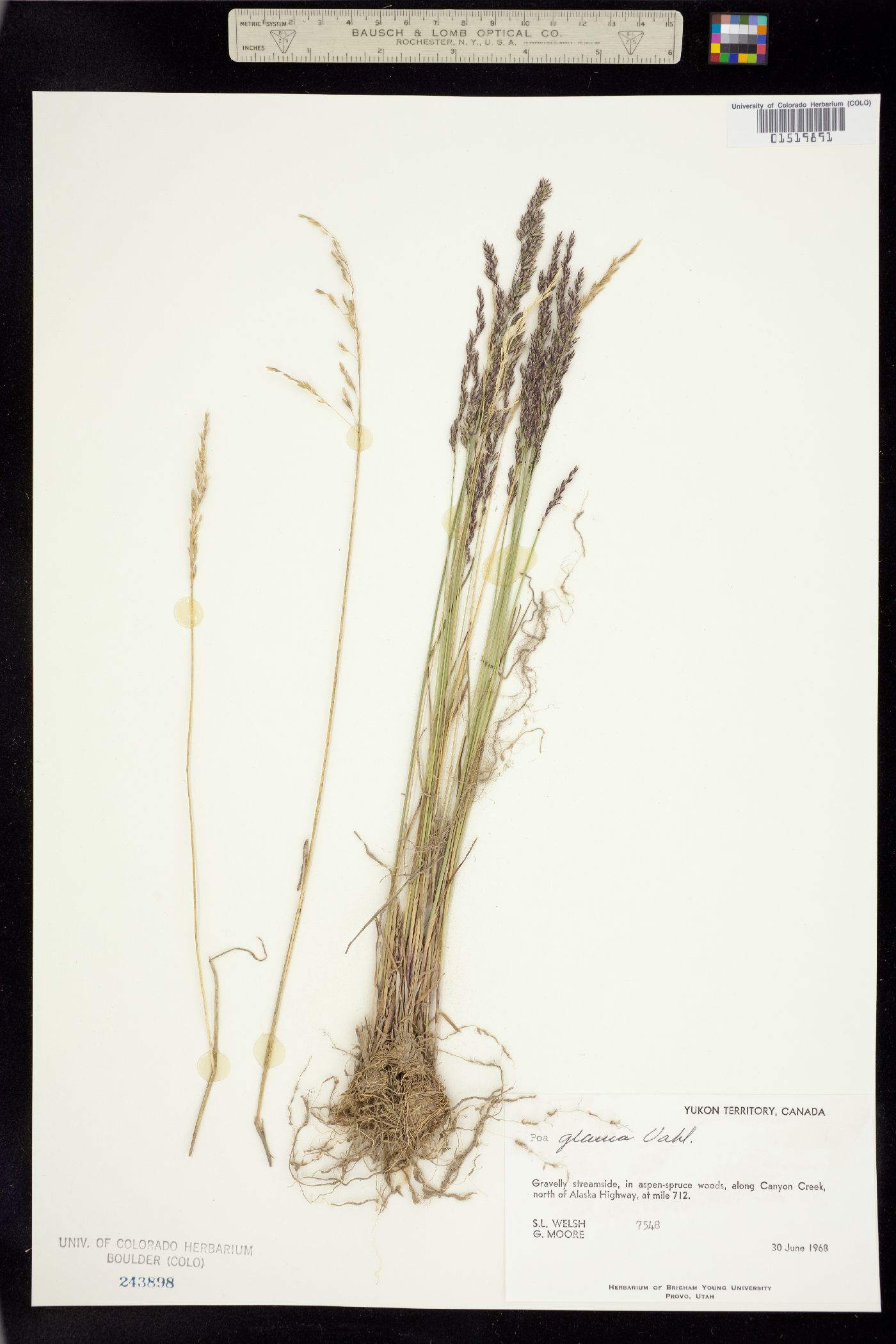 Poa glauca image