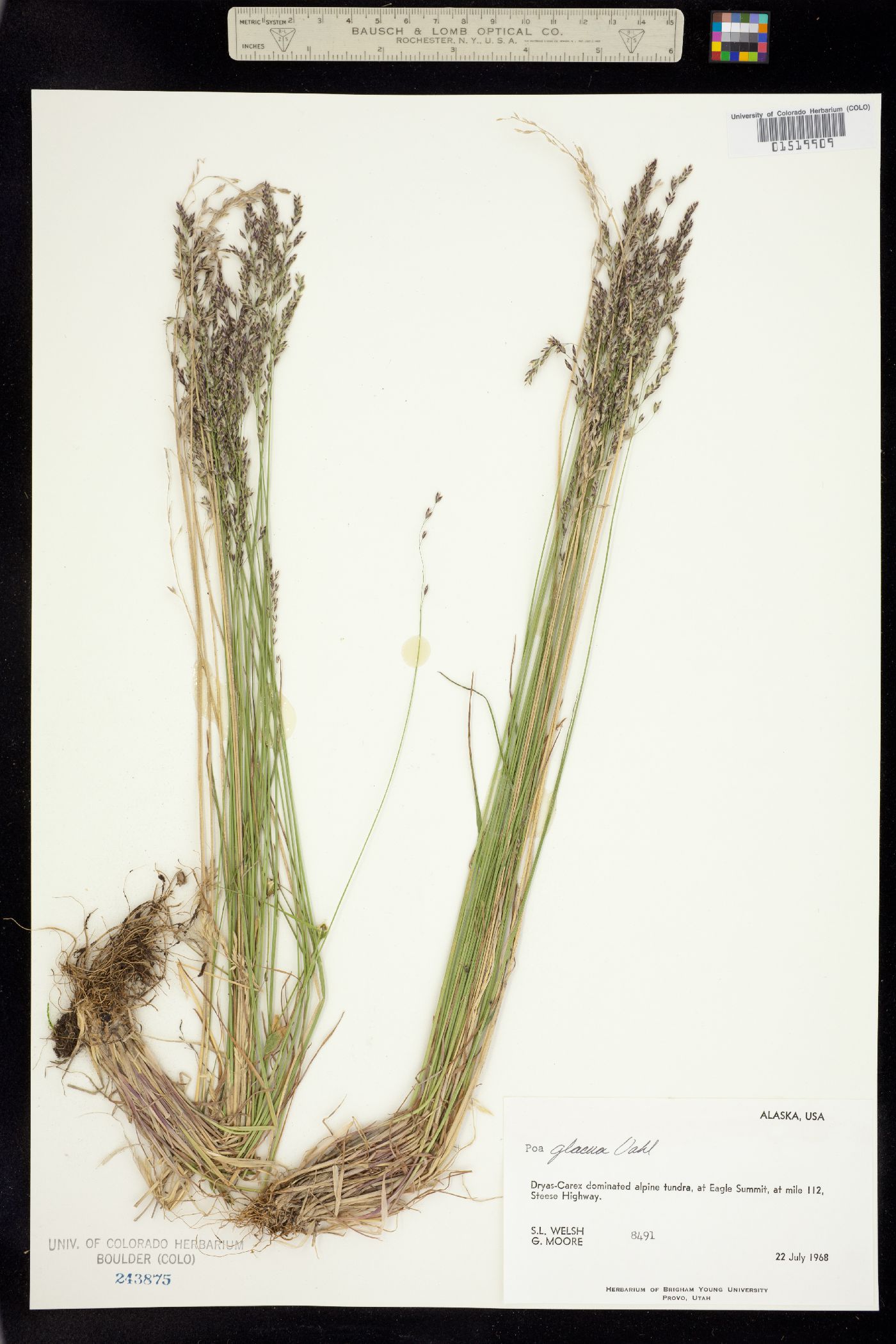 Poa glauca image