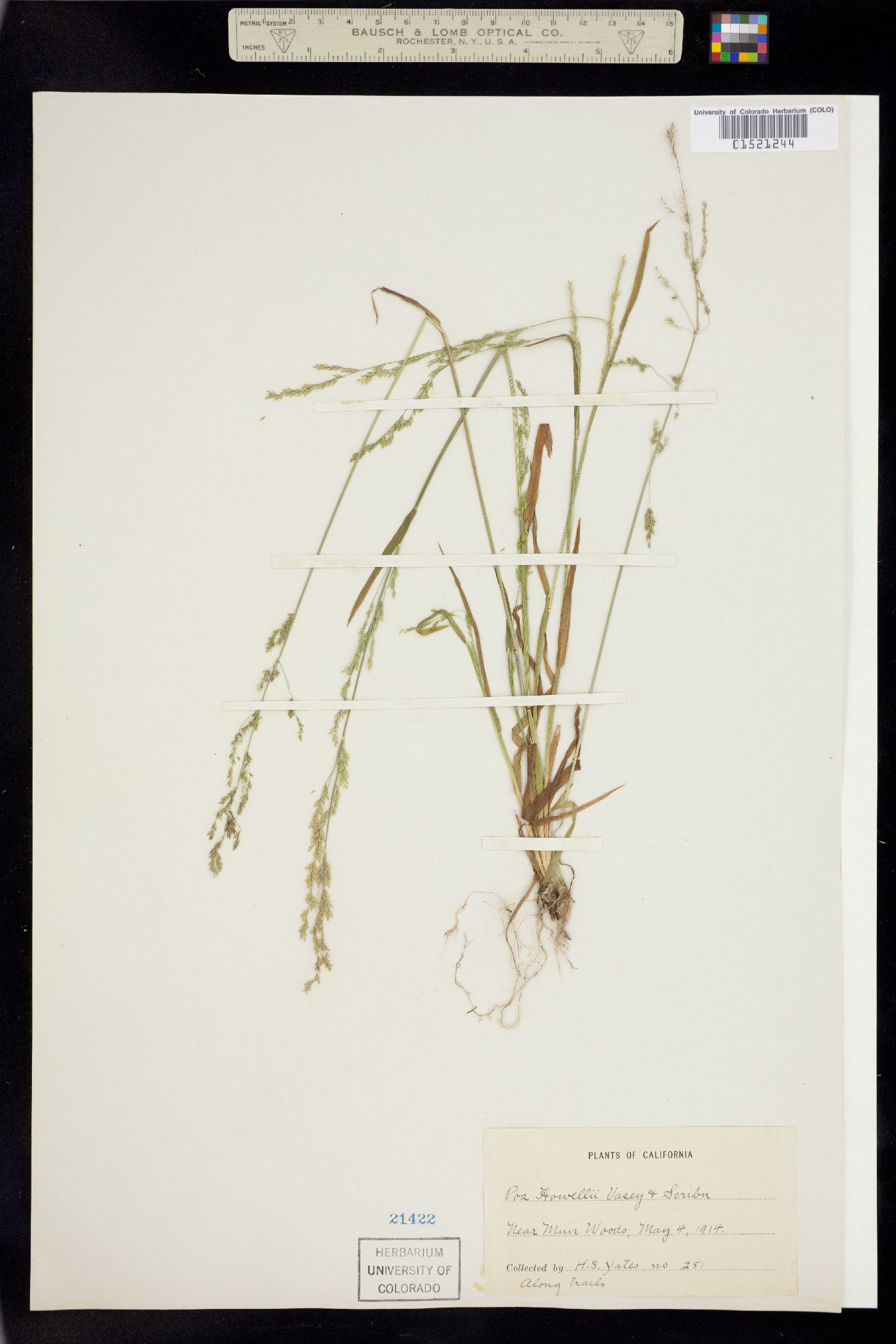 Poa howellii image
