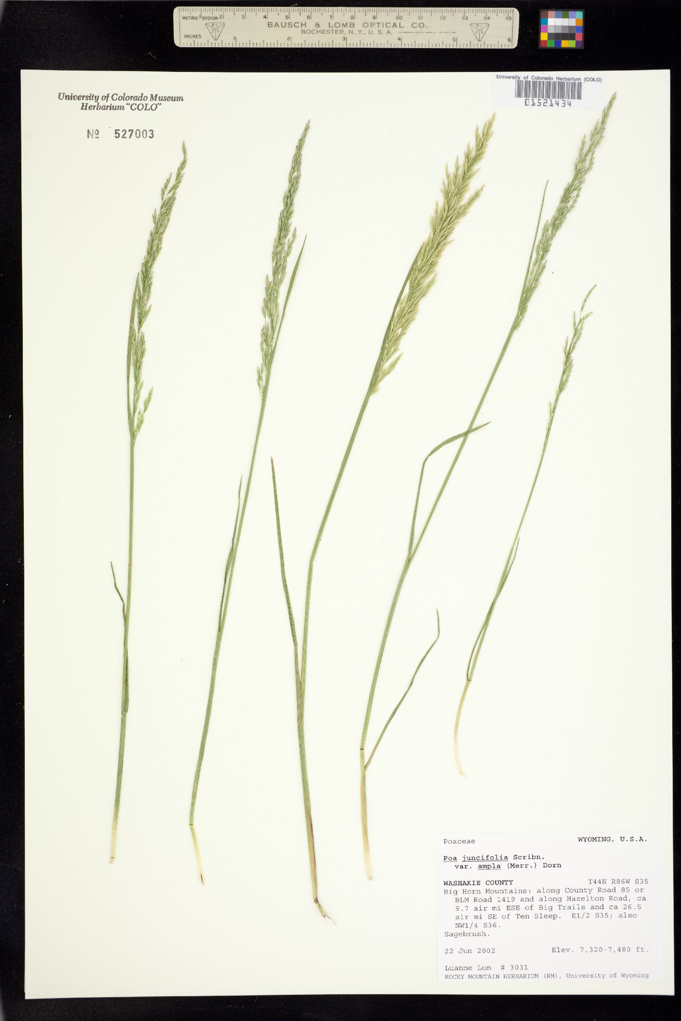 Poa secunda ssp. juncifolia image