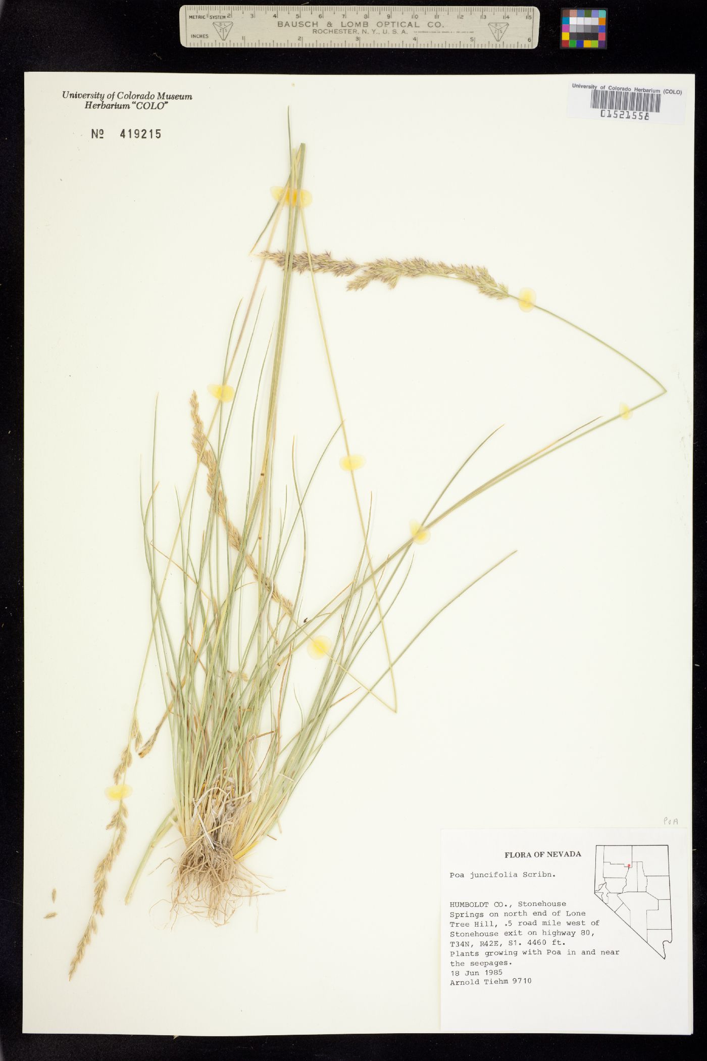 Poa secunda var. juncifolia image