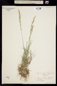 Poa juncifolia image