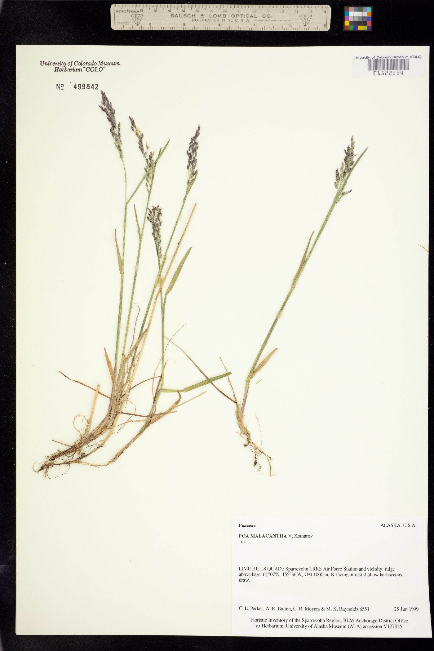 Poa arctica image