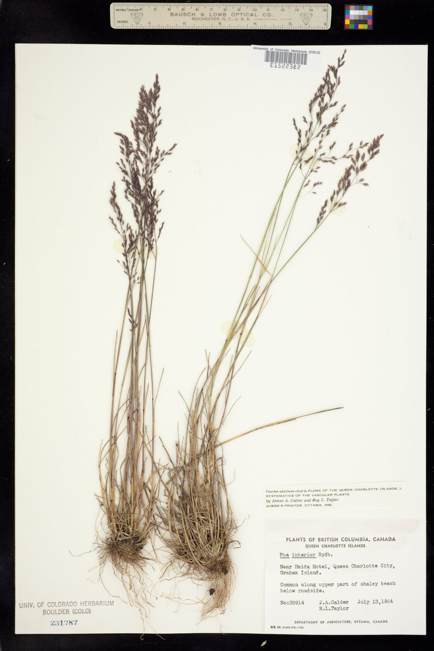 Poa nemoralis image
