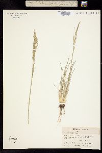 Poa secunda ssp. juncifolia image