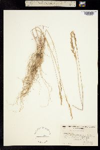 Poa secunda ssp. juncifolia image