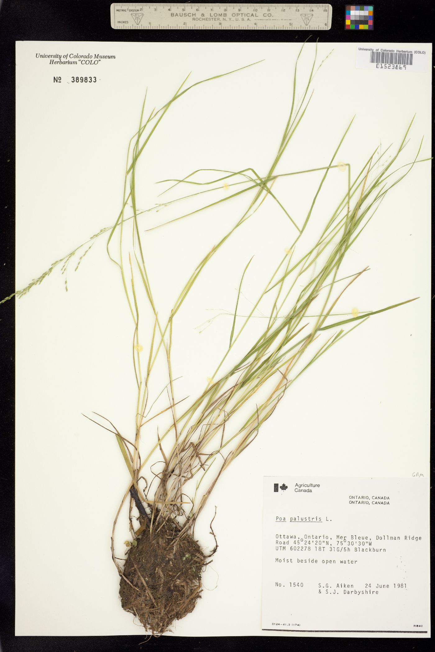 Poa palustris image