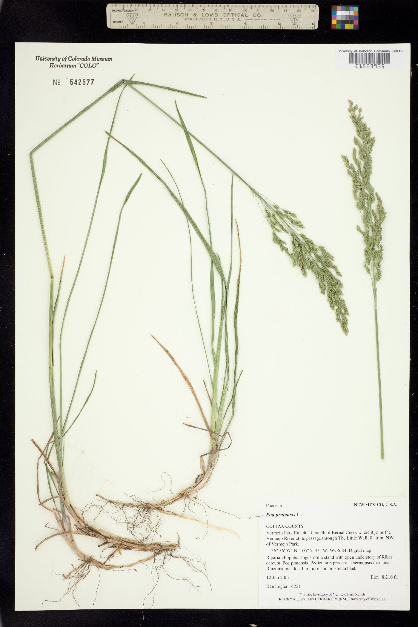 Poa pratensis image