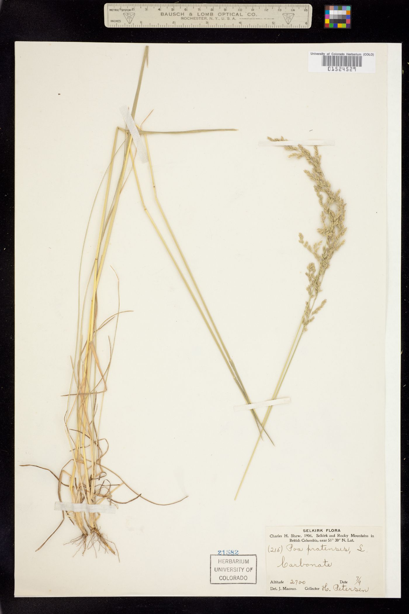 Poa pratensis image