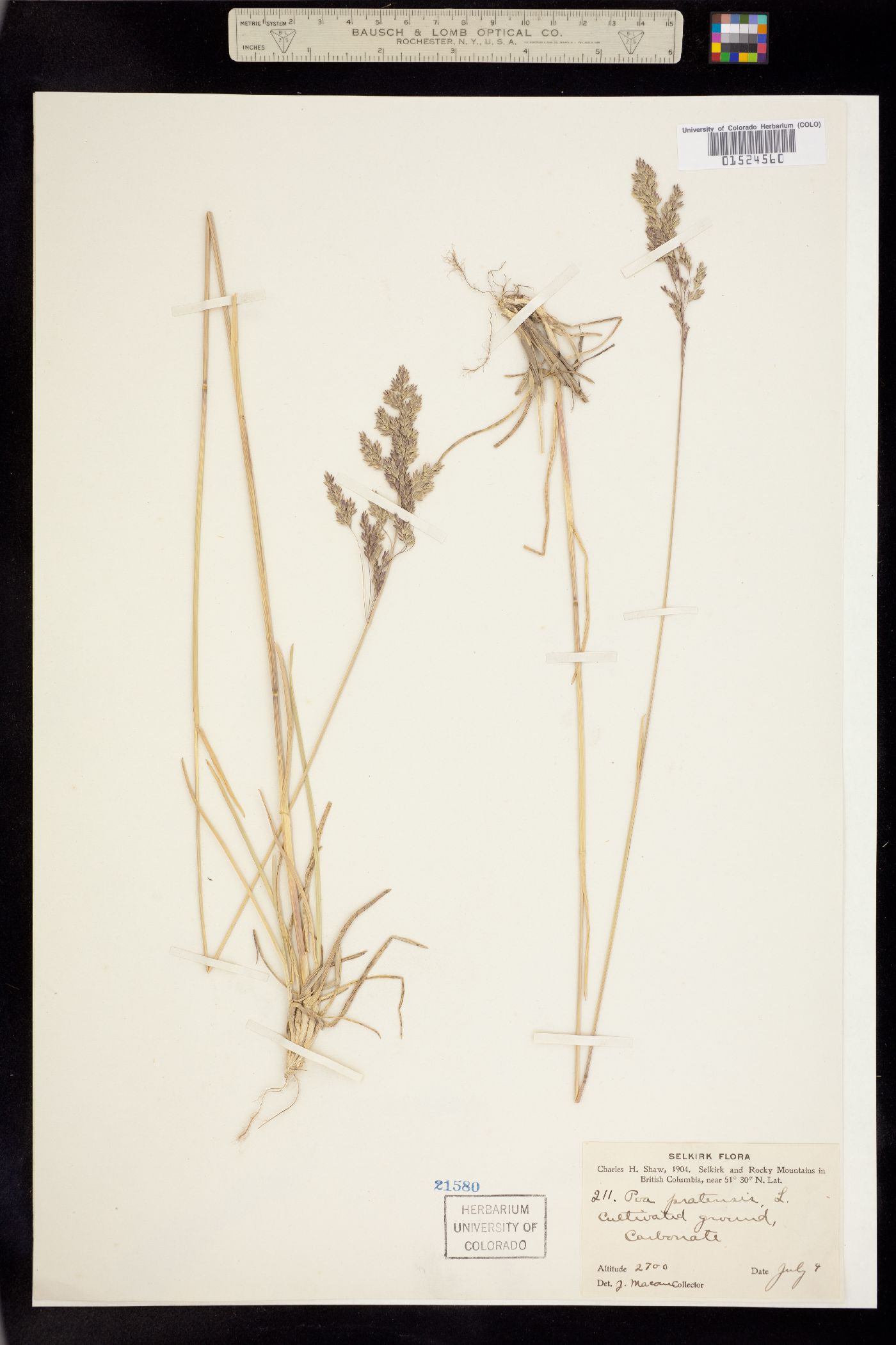 Poa pratensis image