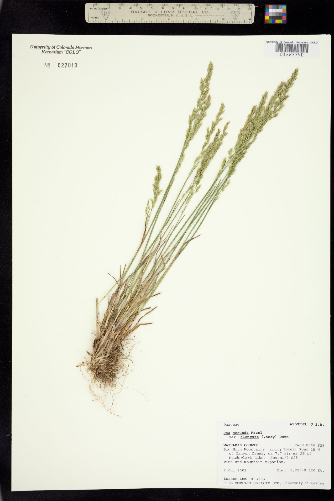 Poa secunda ssp. secunda image