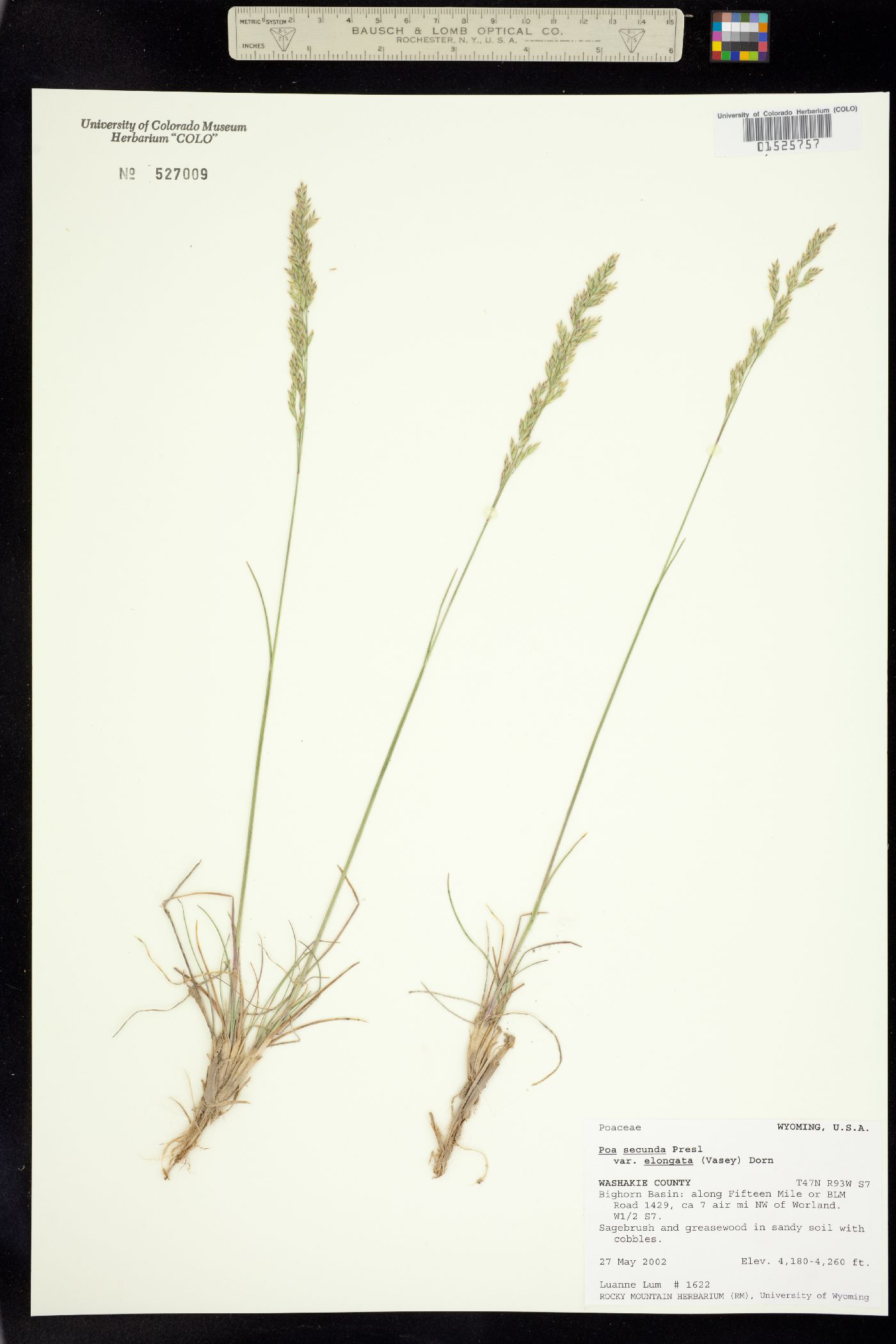 Poa secunda ssp. secunda image