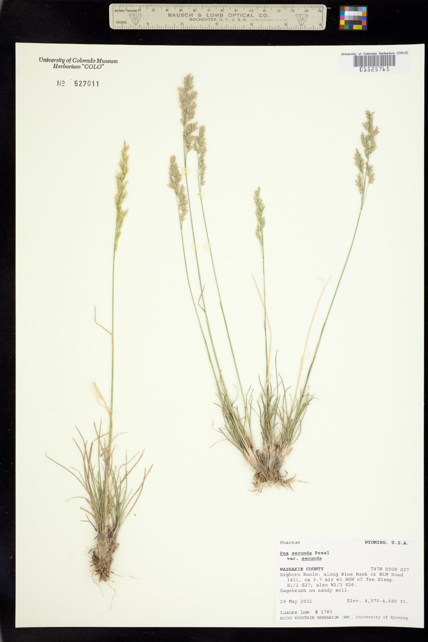 Poa secunda ssp. secunda image