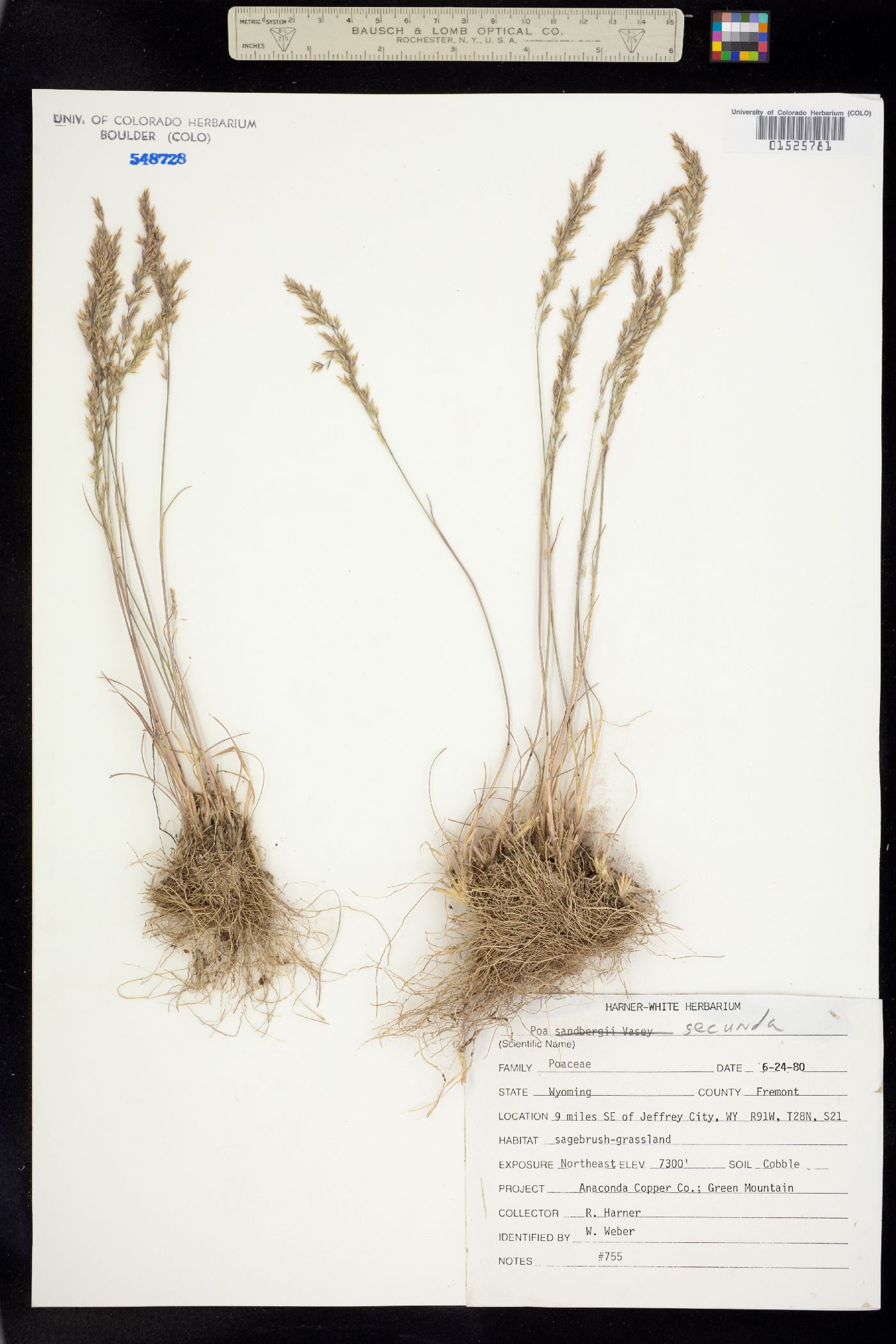 Poa secunda image