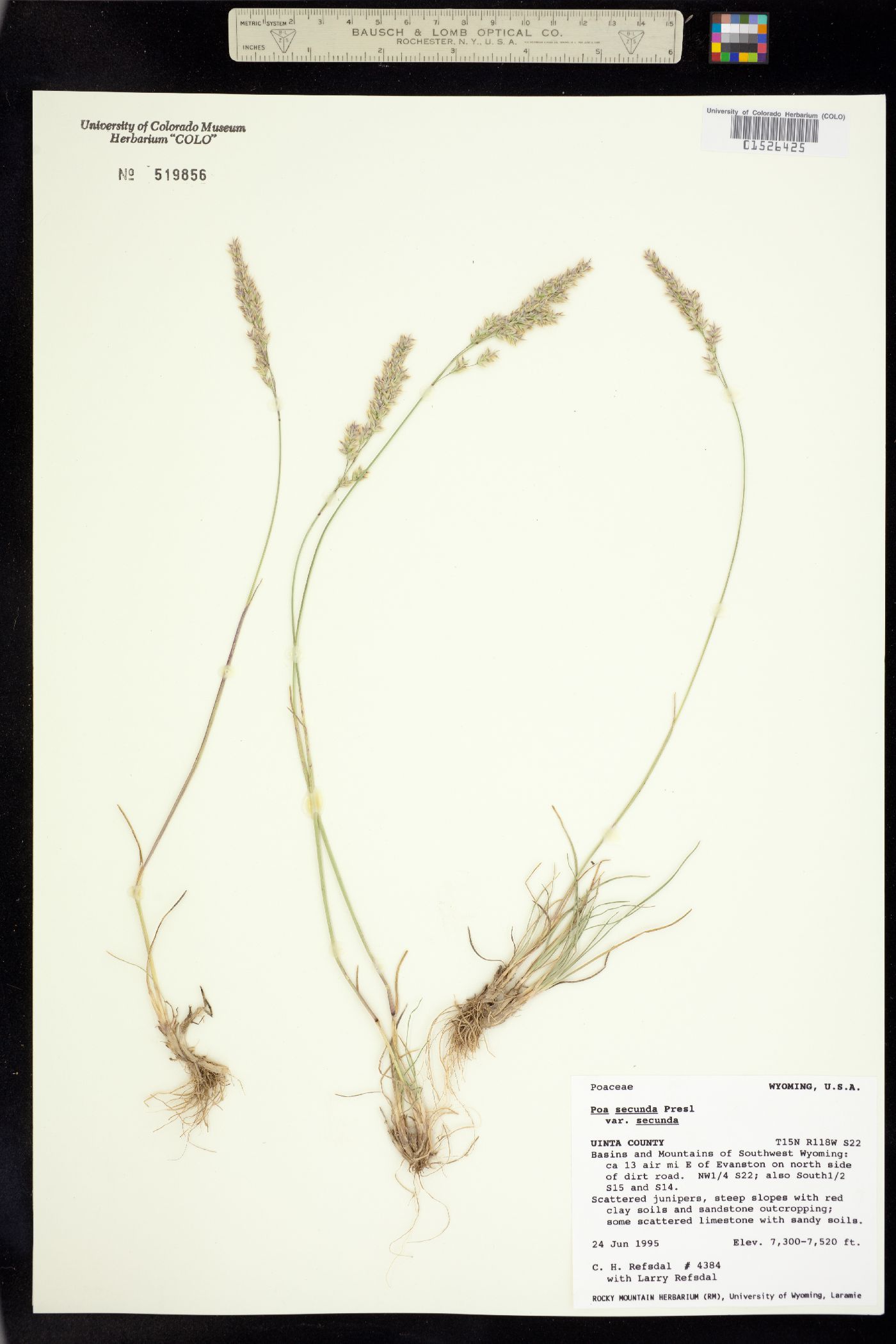Poa secunda ssp. secunda image