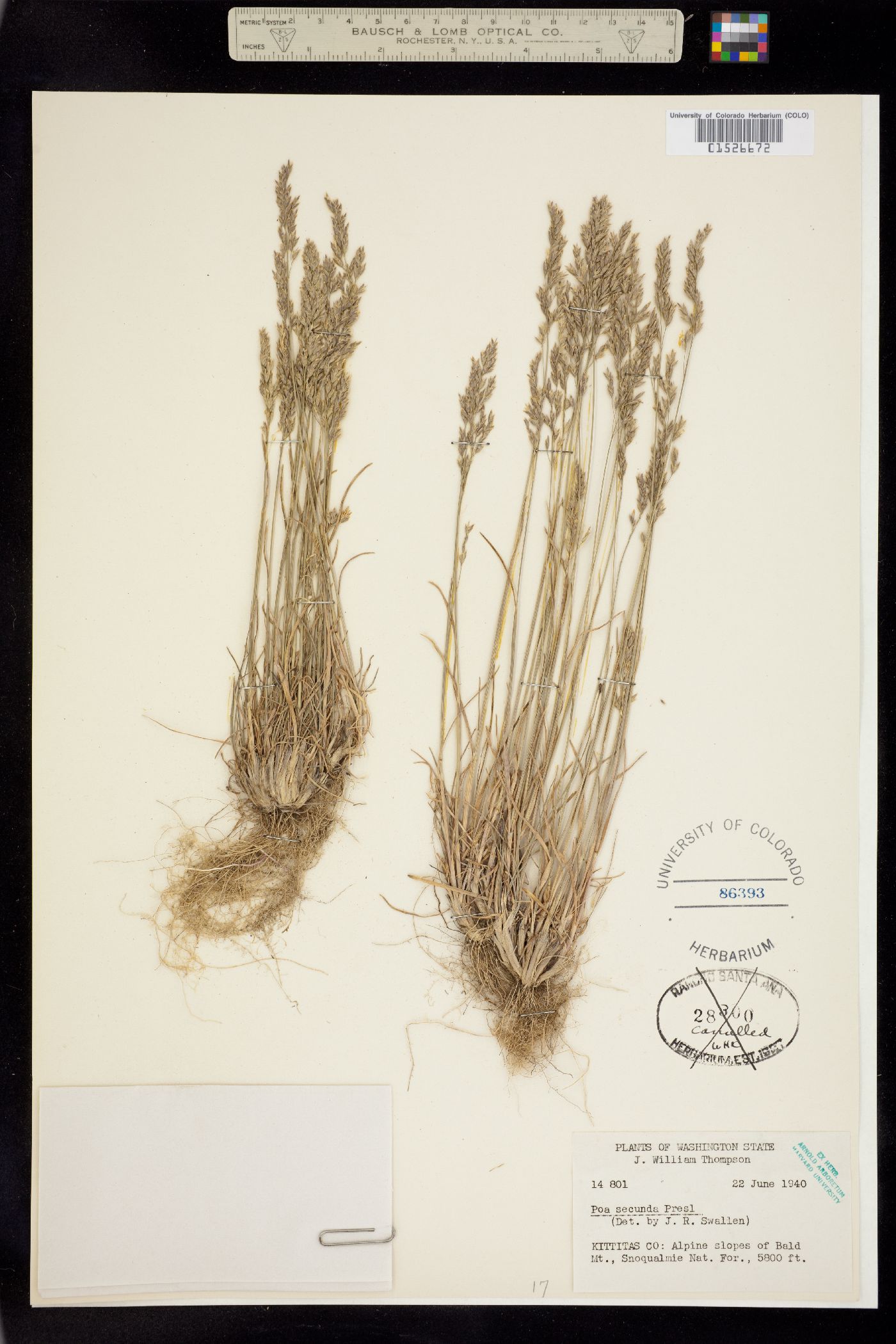 Poa secunda image