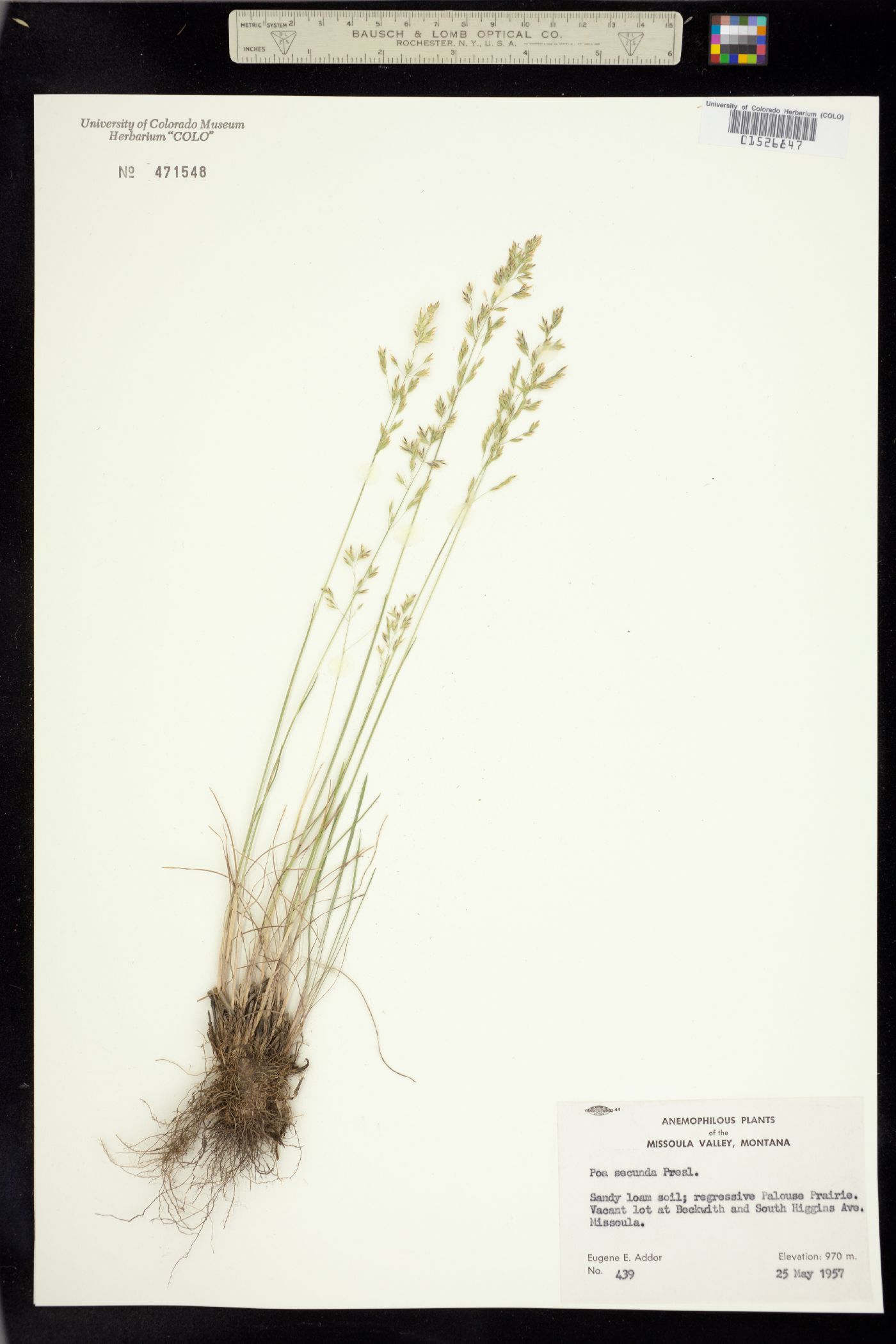 Poa secunda image