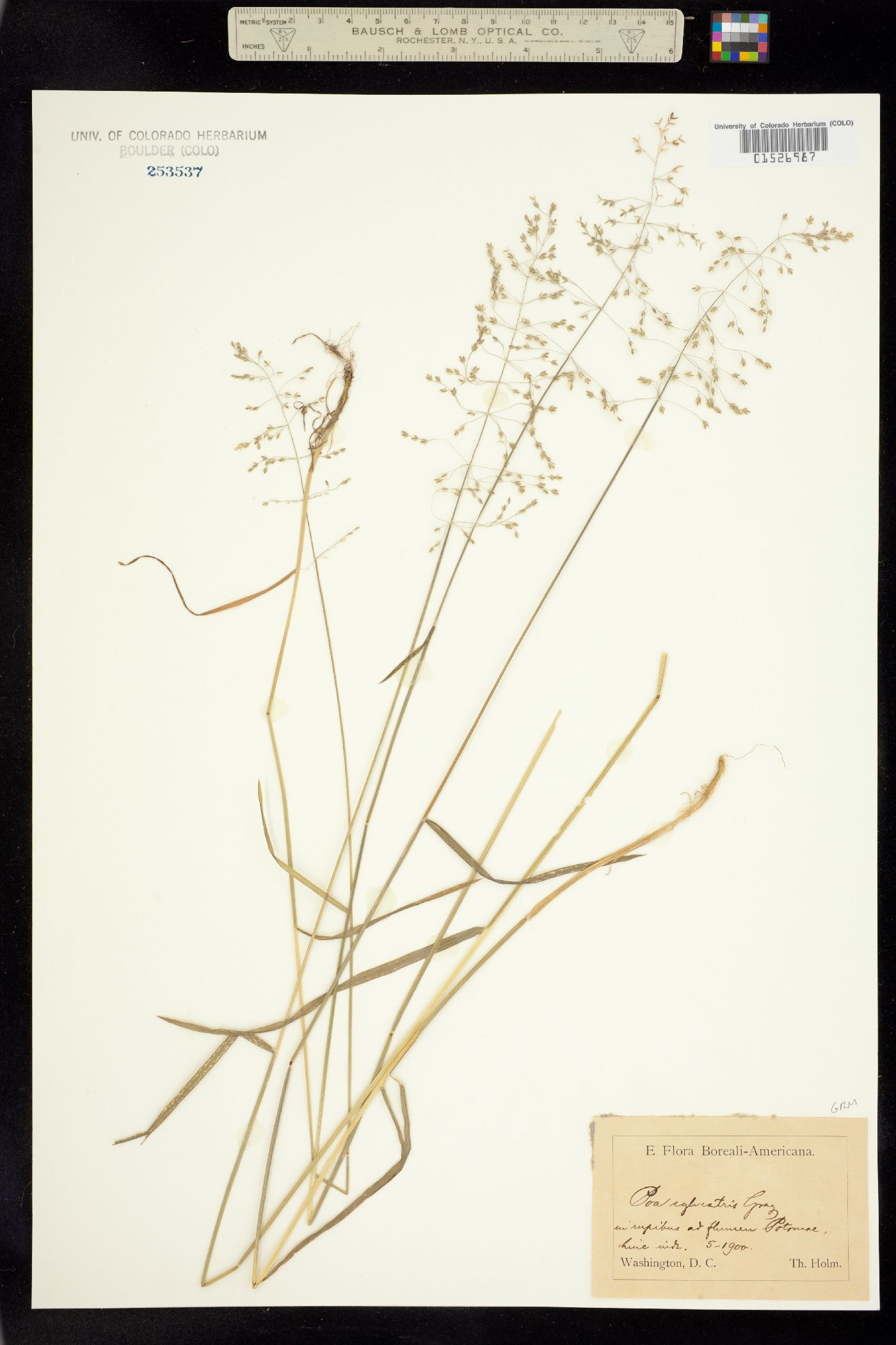 Poa sylvestris image