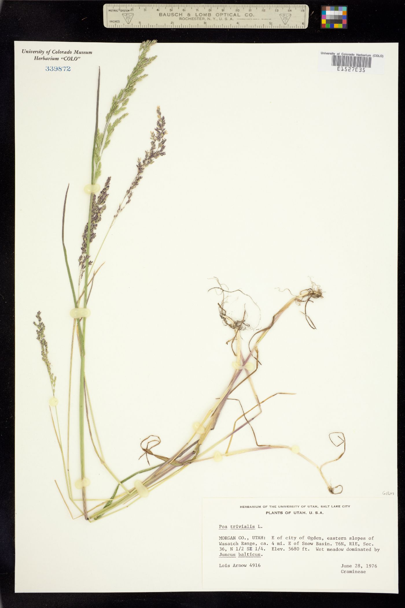 Poa trivialis image