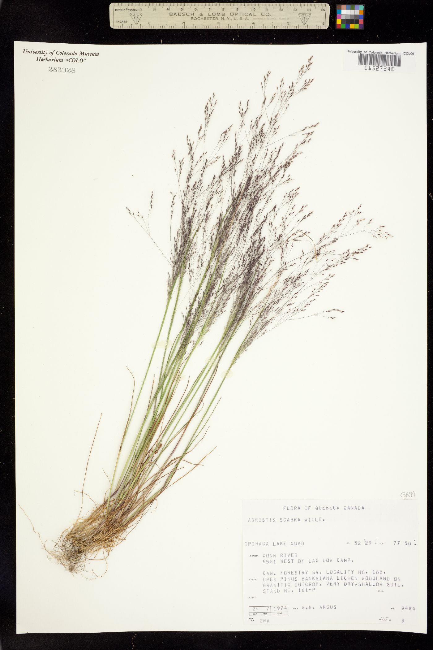 Agrostis image