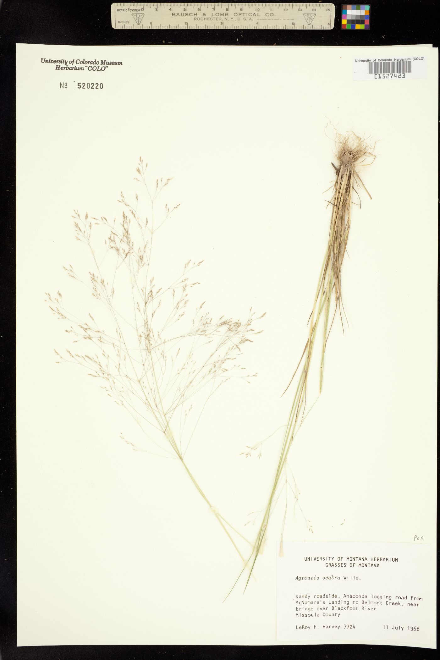 Agrostis scabra image