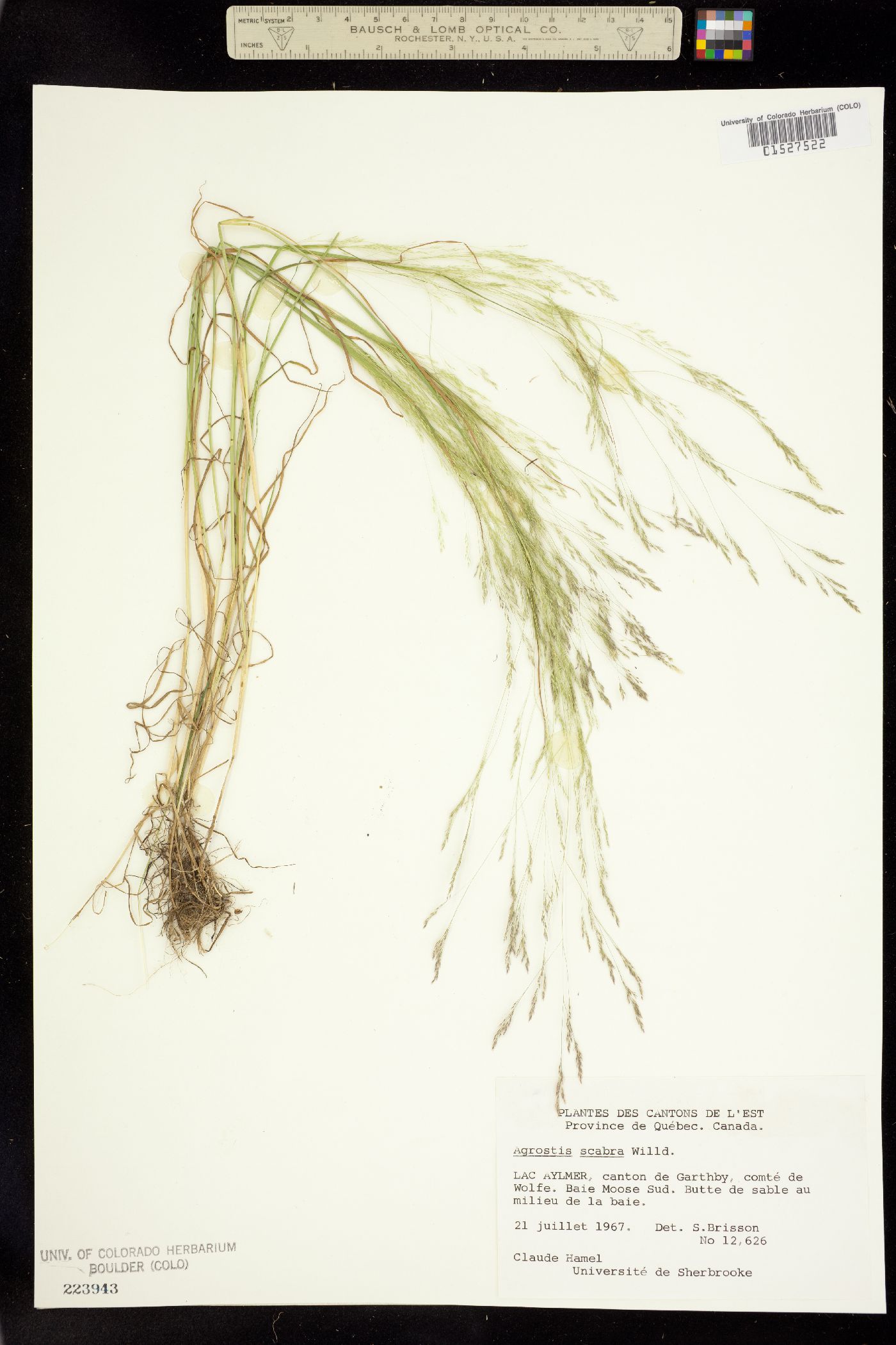 Agrostis scabra image