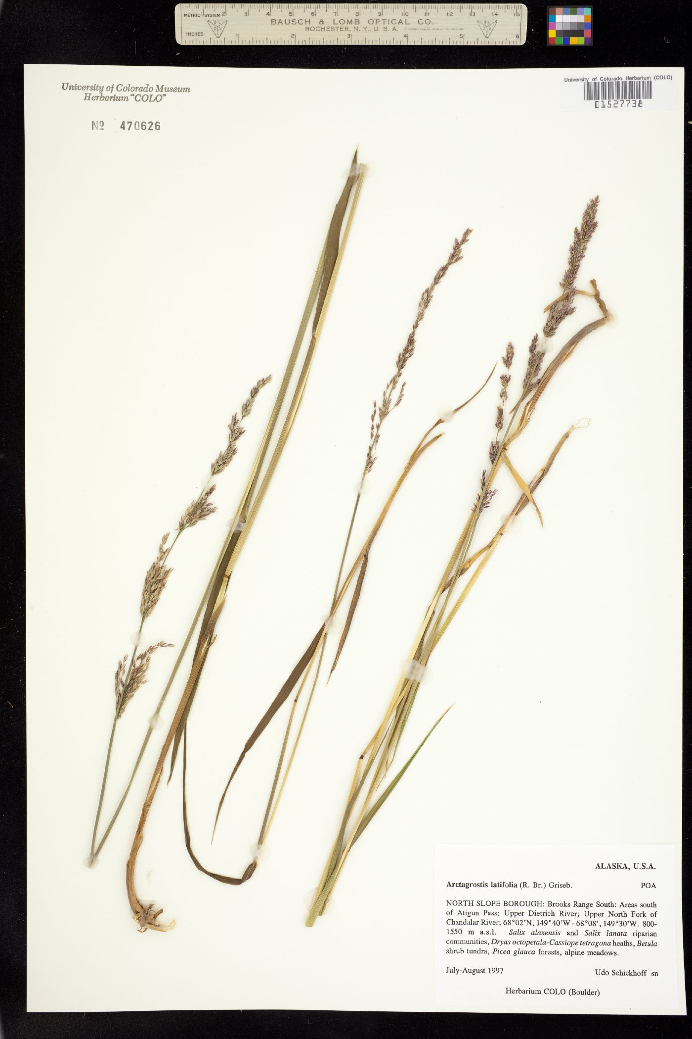 Arctagrostis latifolia image