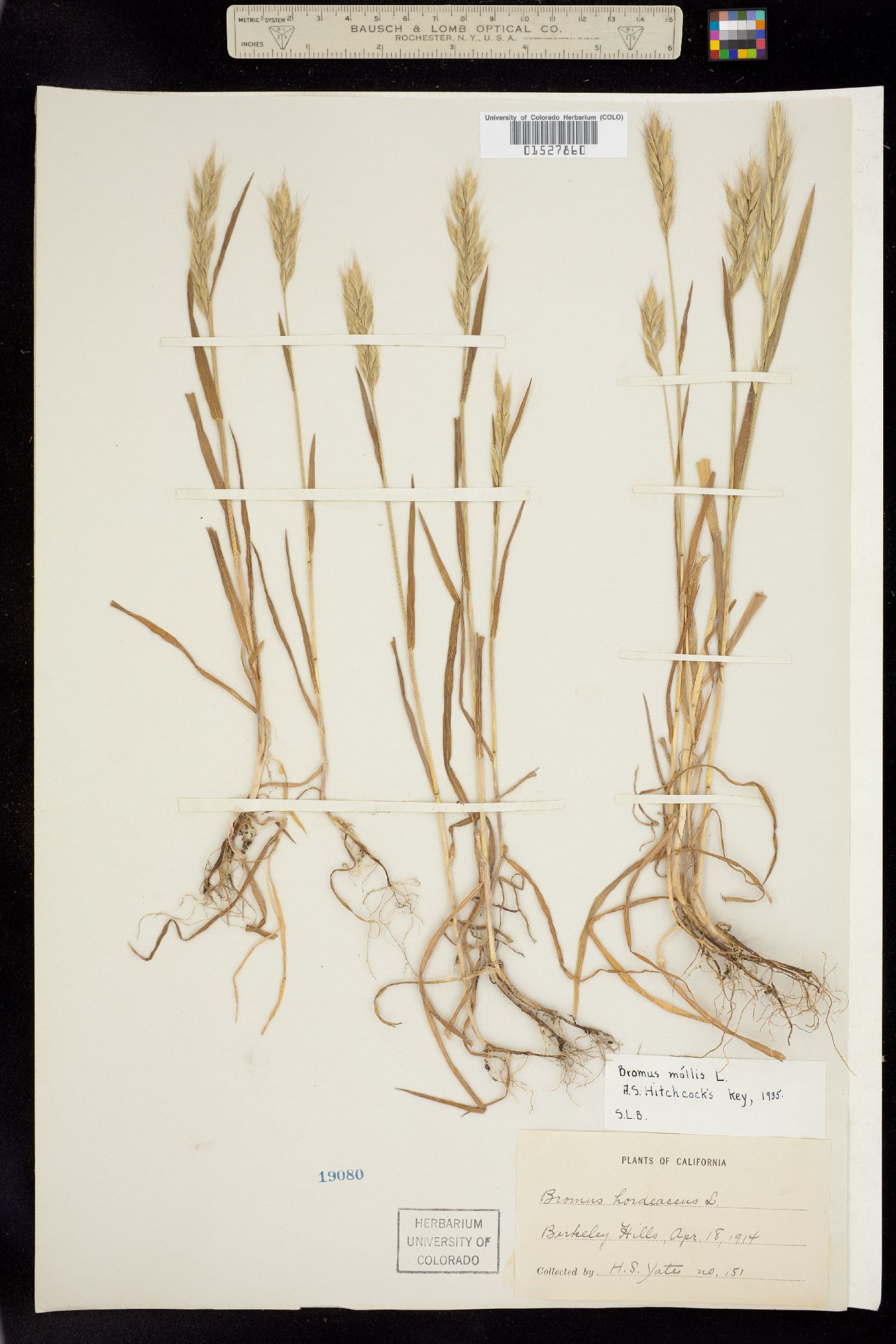 Bromus hordeaceus image