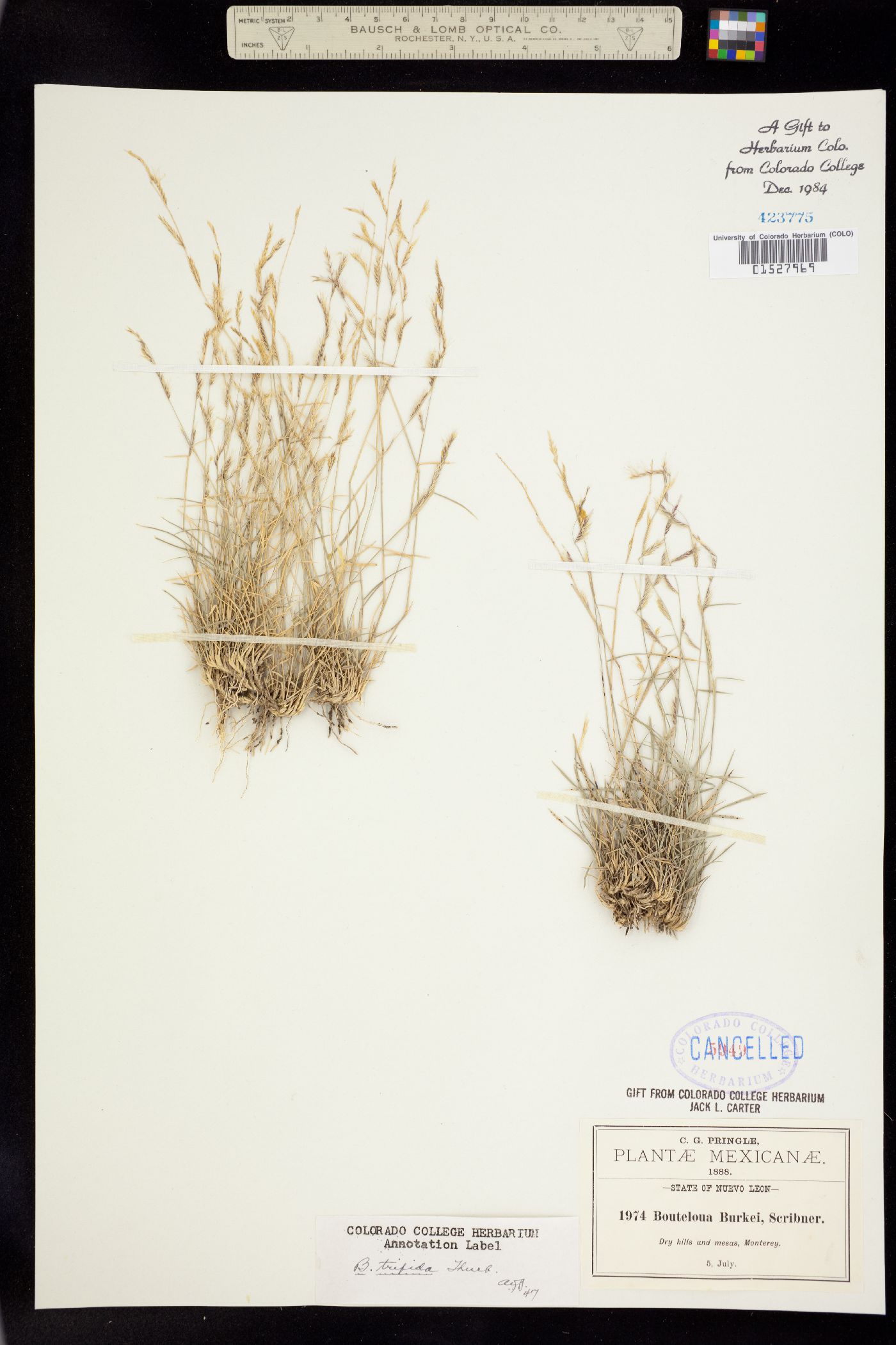 Bouteloua trifida image