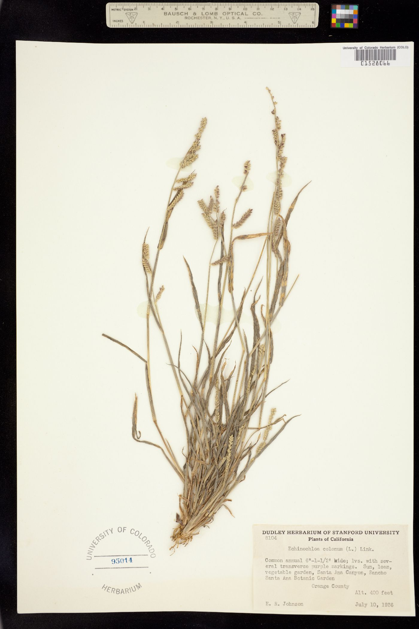 Echinochloa colona image