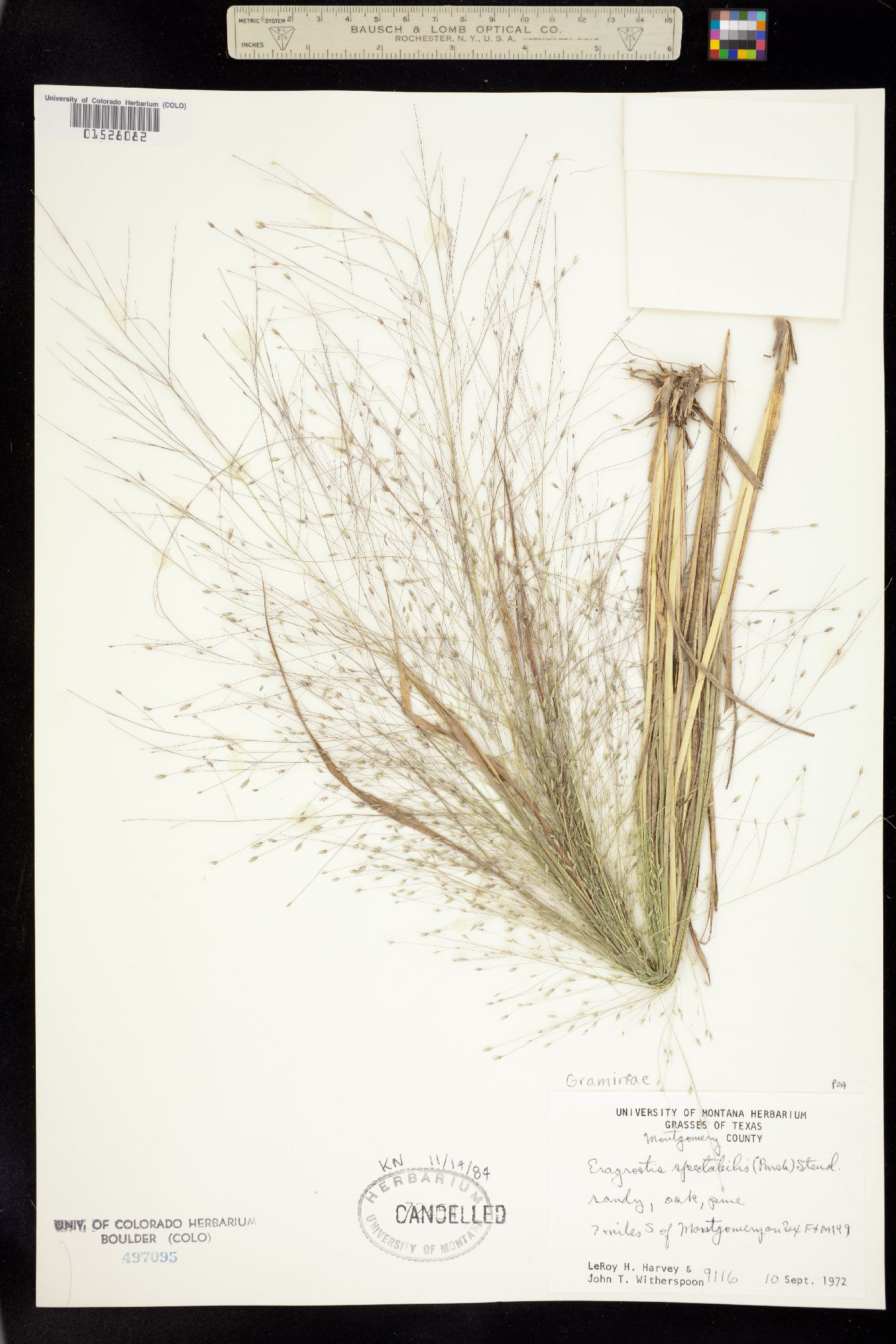 Eragrostis image