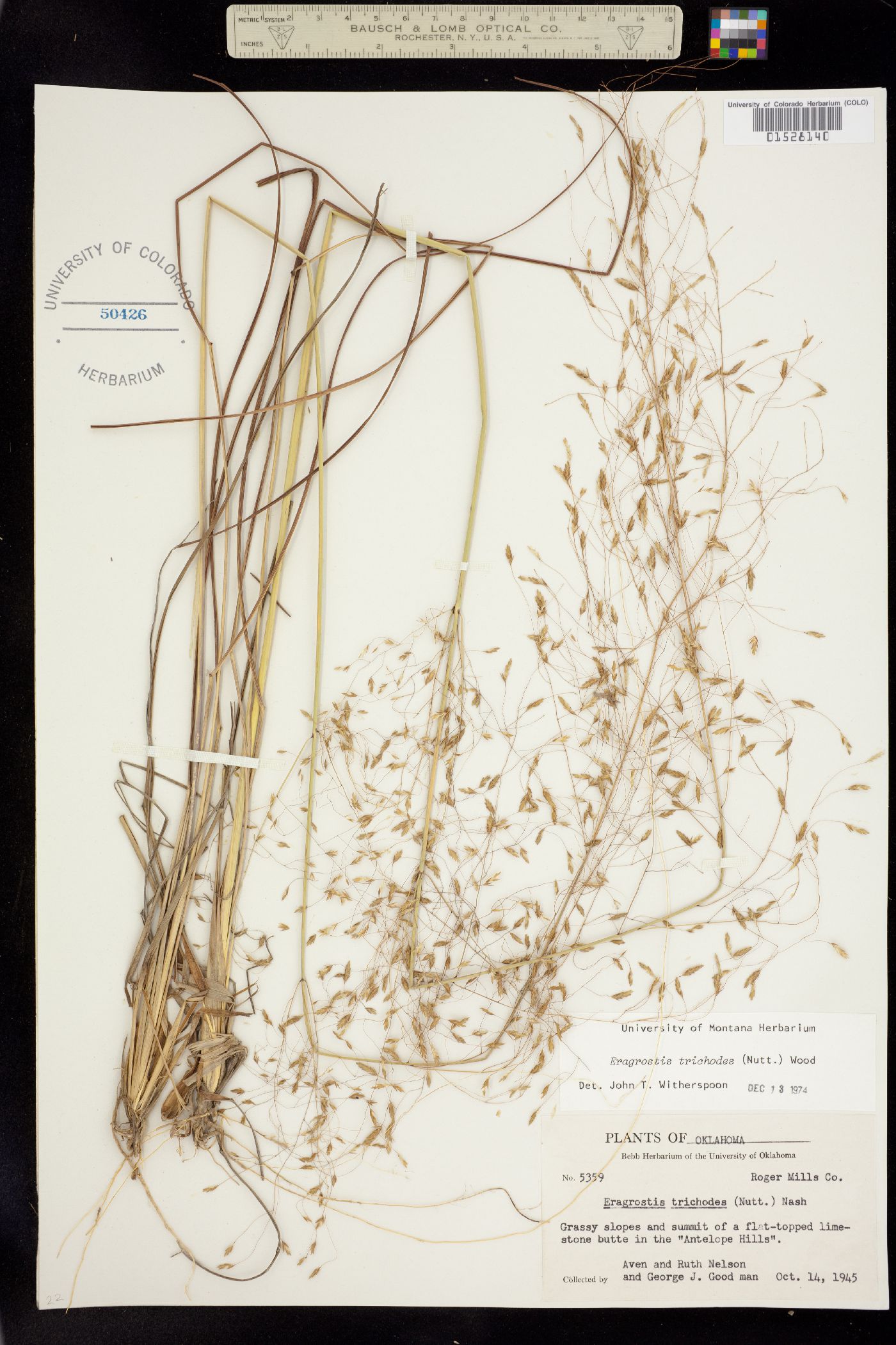 Eragrostis image