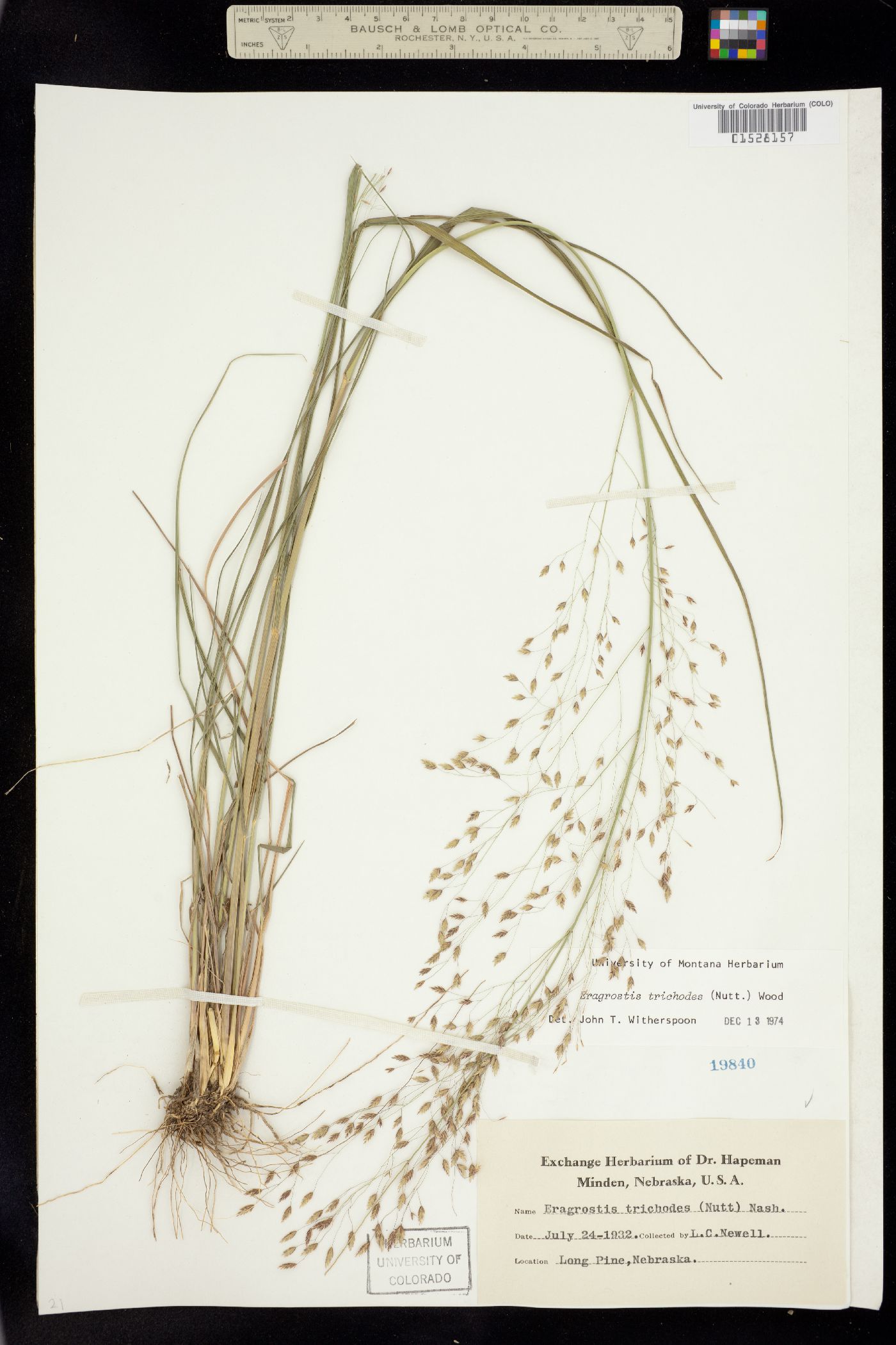 Eragrostis trichodes image