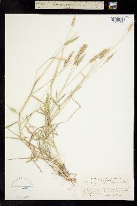 Image of Agrostis lutosa
