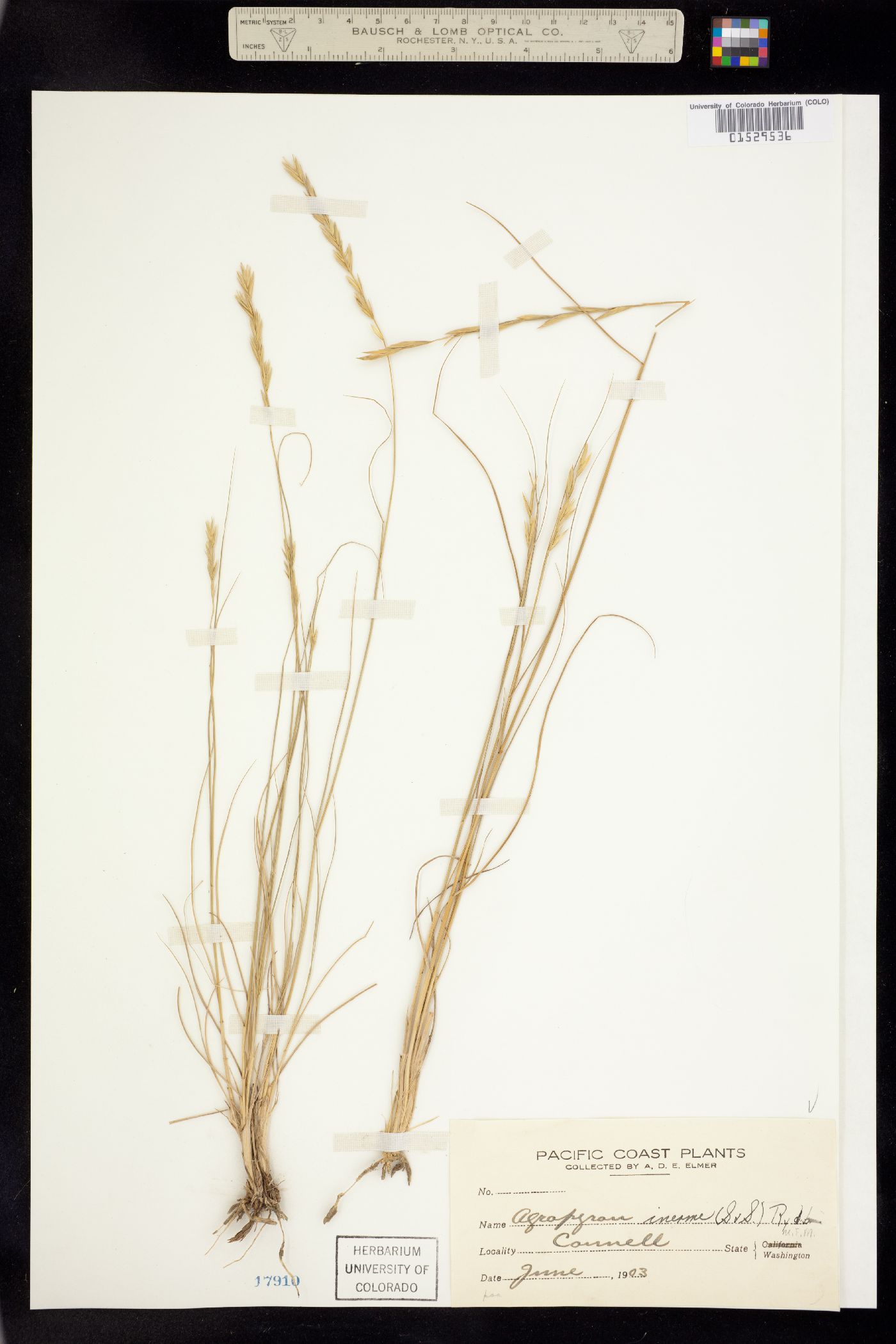 Pseudoroegneria spicata f. inermis image