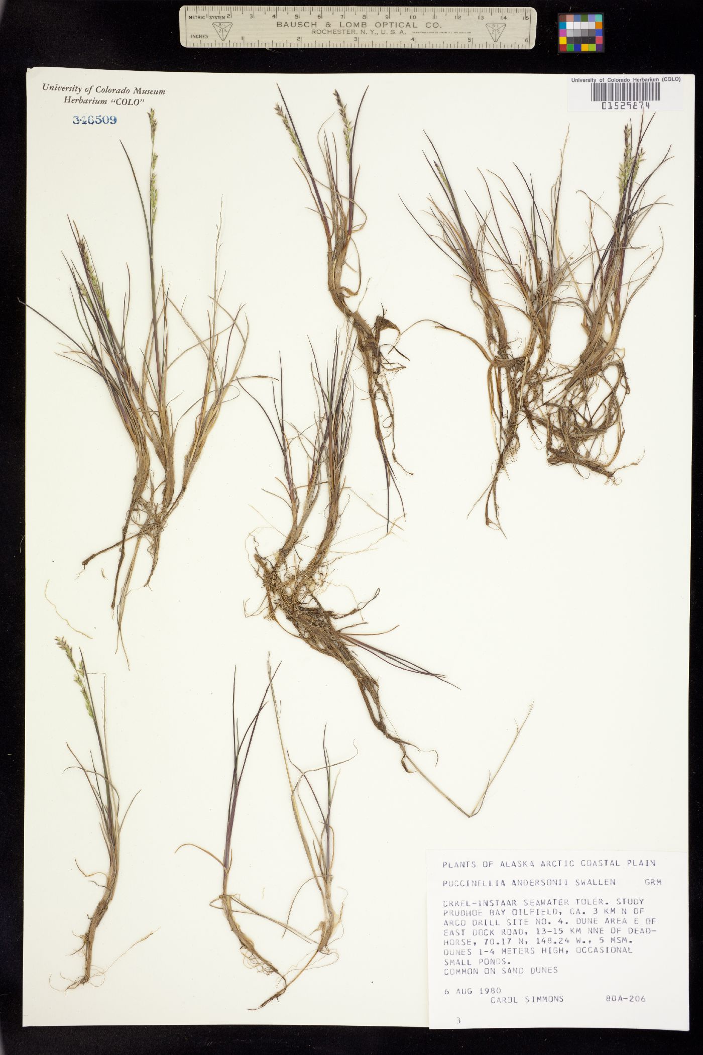 Puccinellia andersonii image