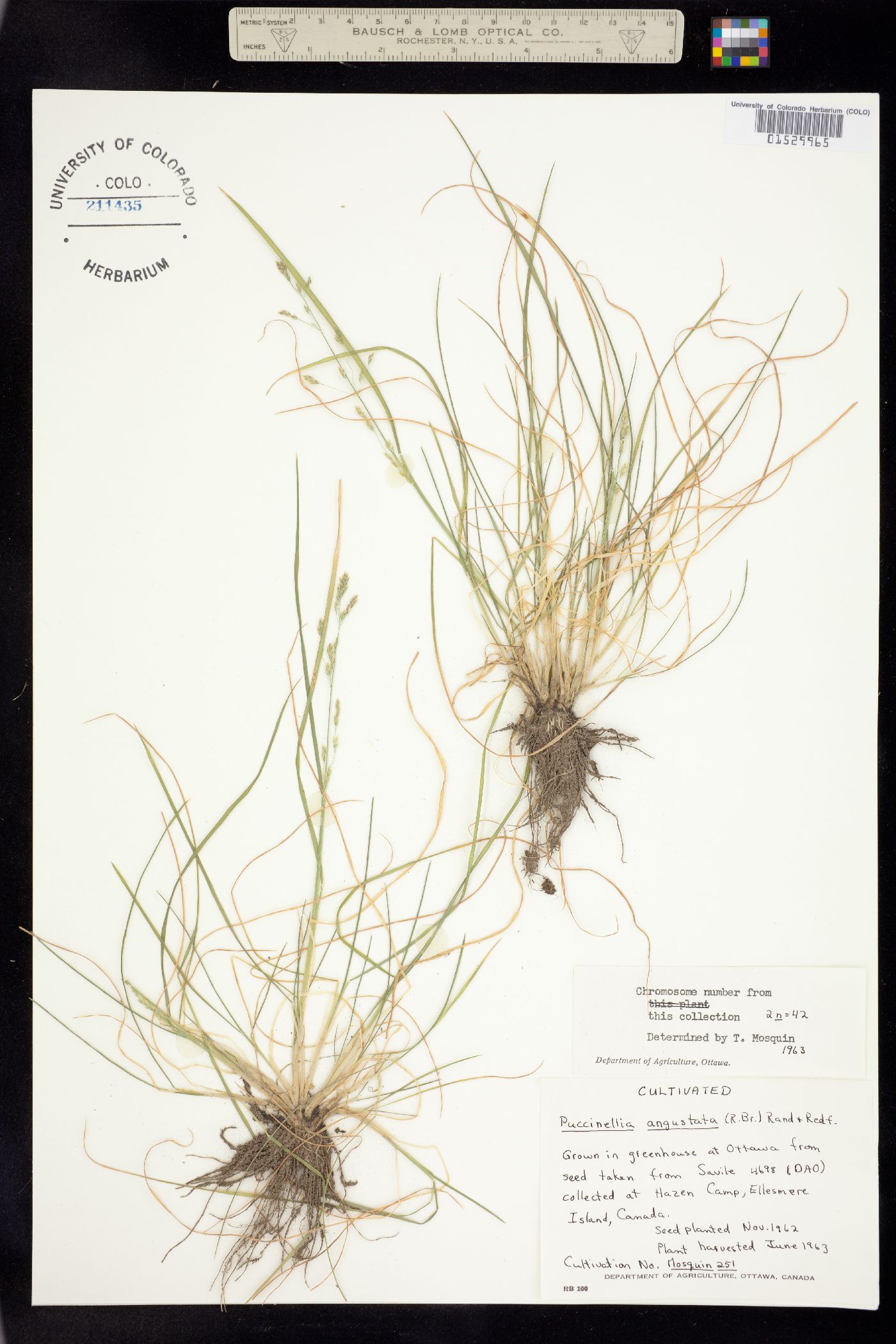 Puccinellia angustata image