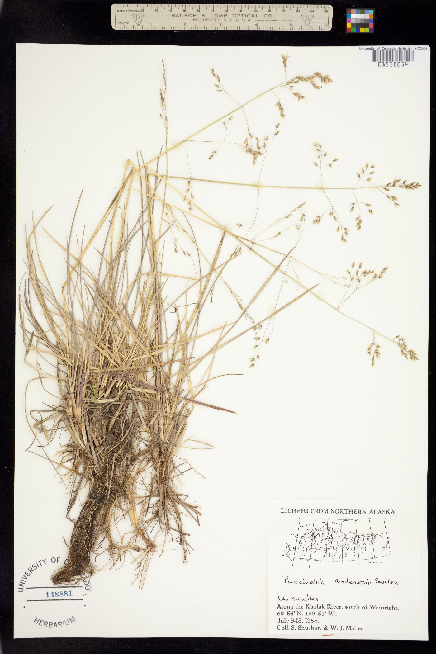 Puccinellia andersonii image
