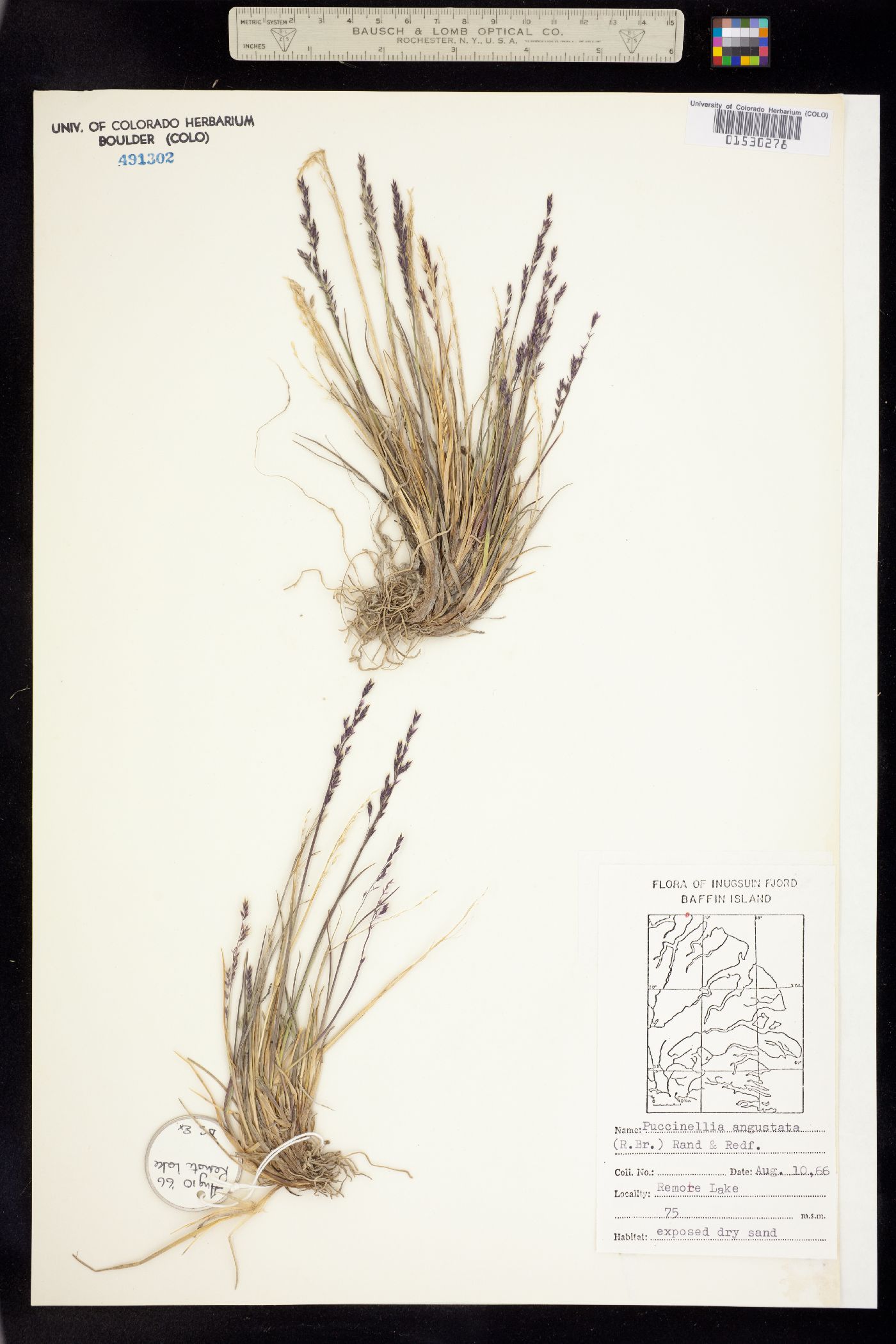 Puccinellia angustata image