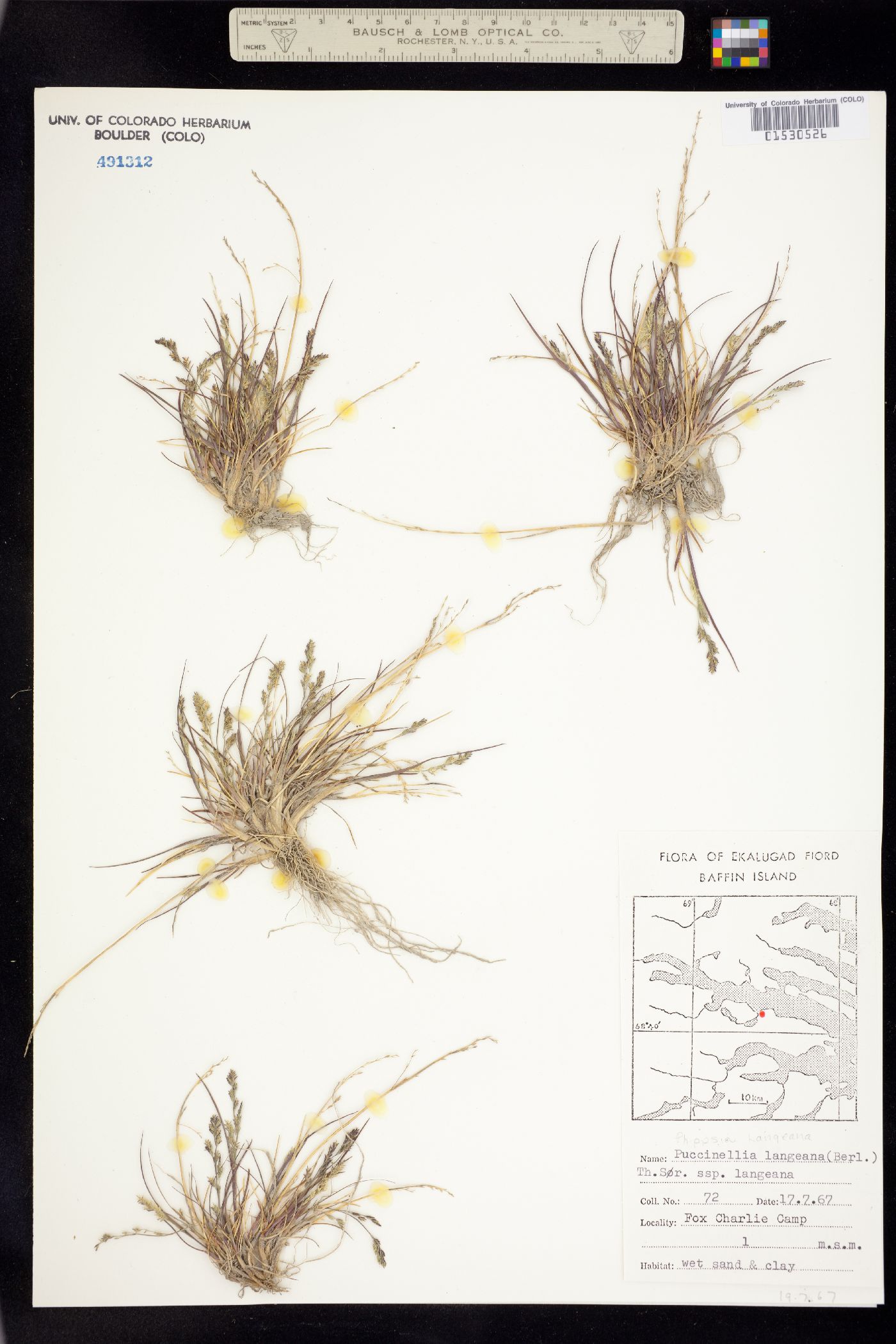 Puccinellia langeana image