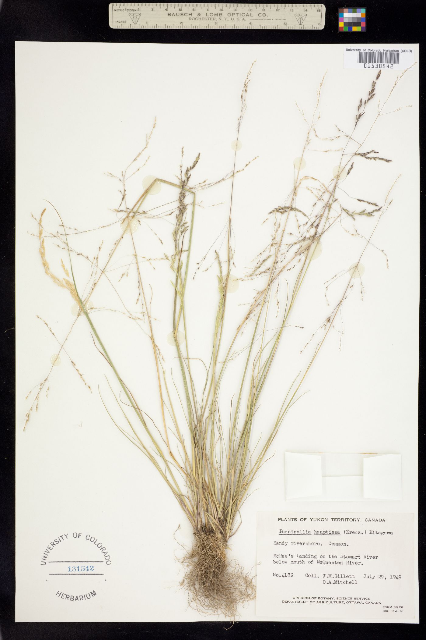 Puccinellia hauptiana image