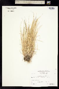 Image of Puccinellia groenlandica
