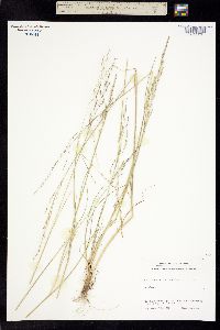 Puccinellia groenlandica image